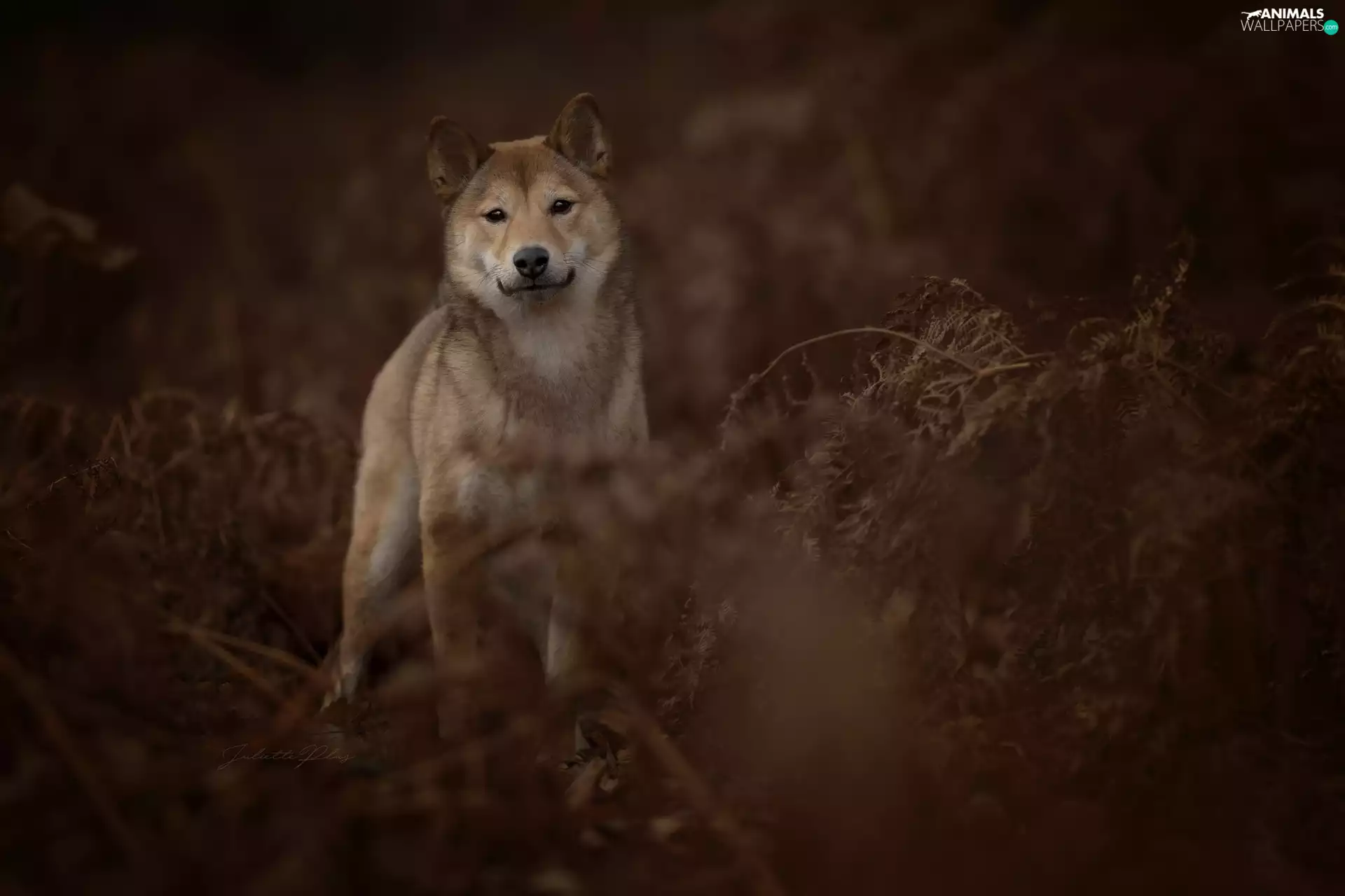 scrub, dog, Shiba inu