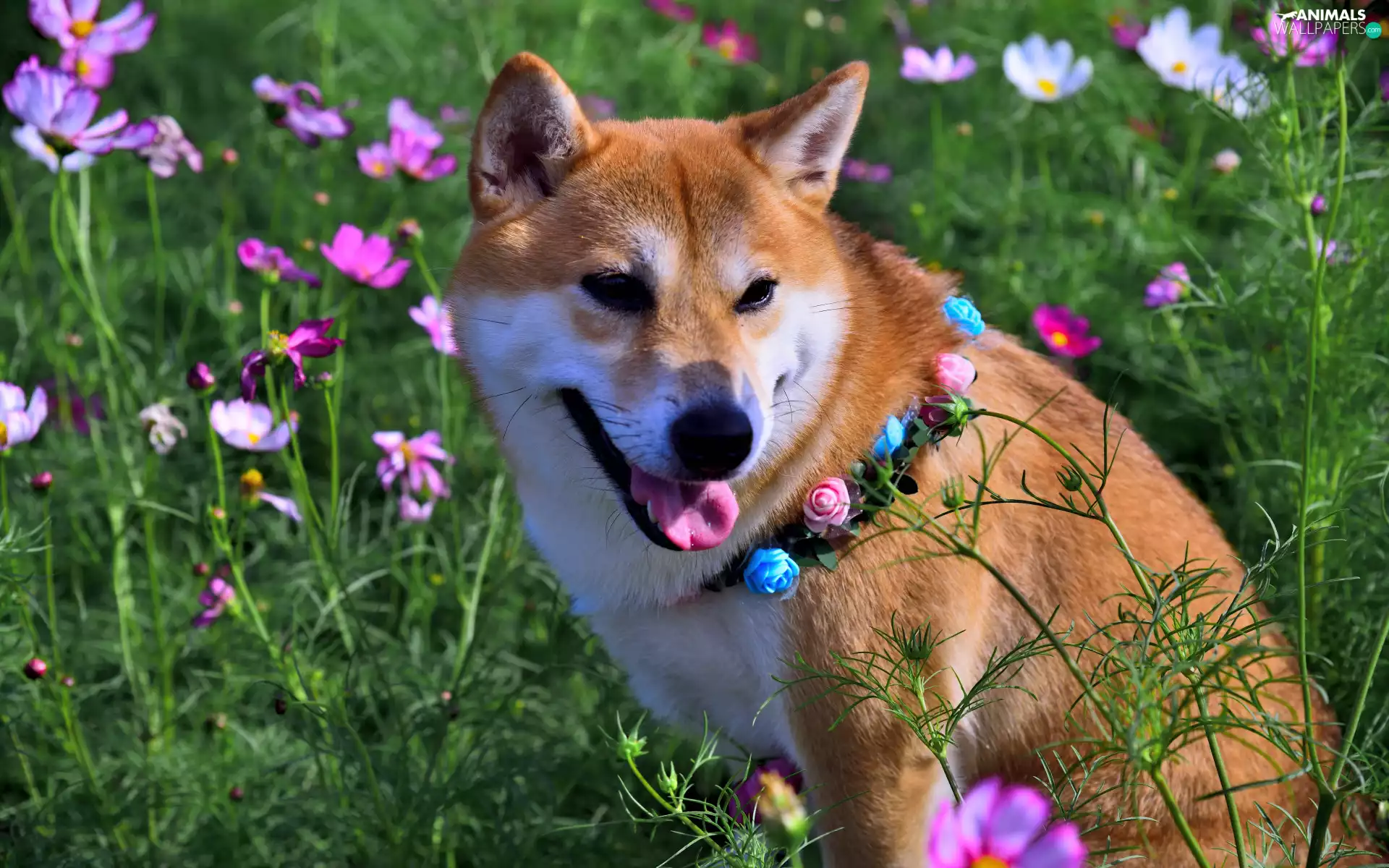 Flowers, Cosmos, Shiba inu, dog-collar, dog