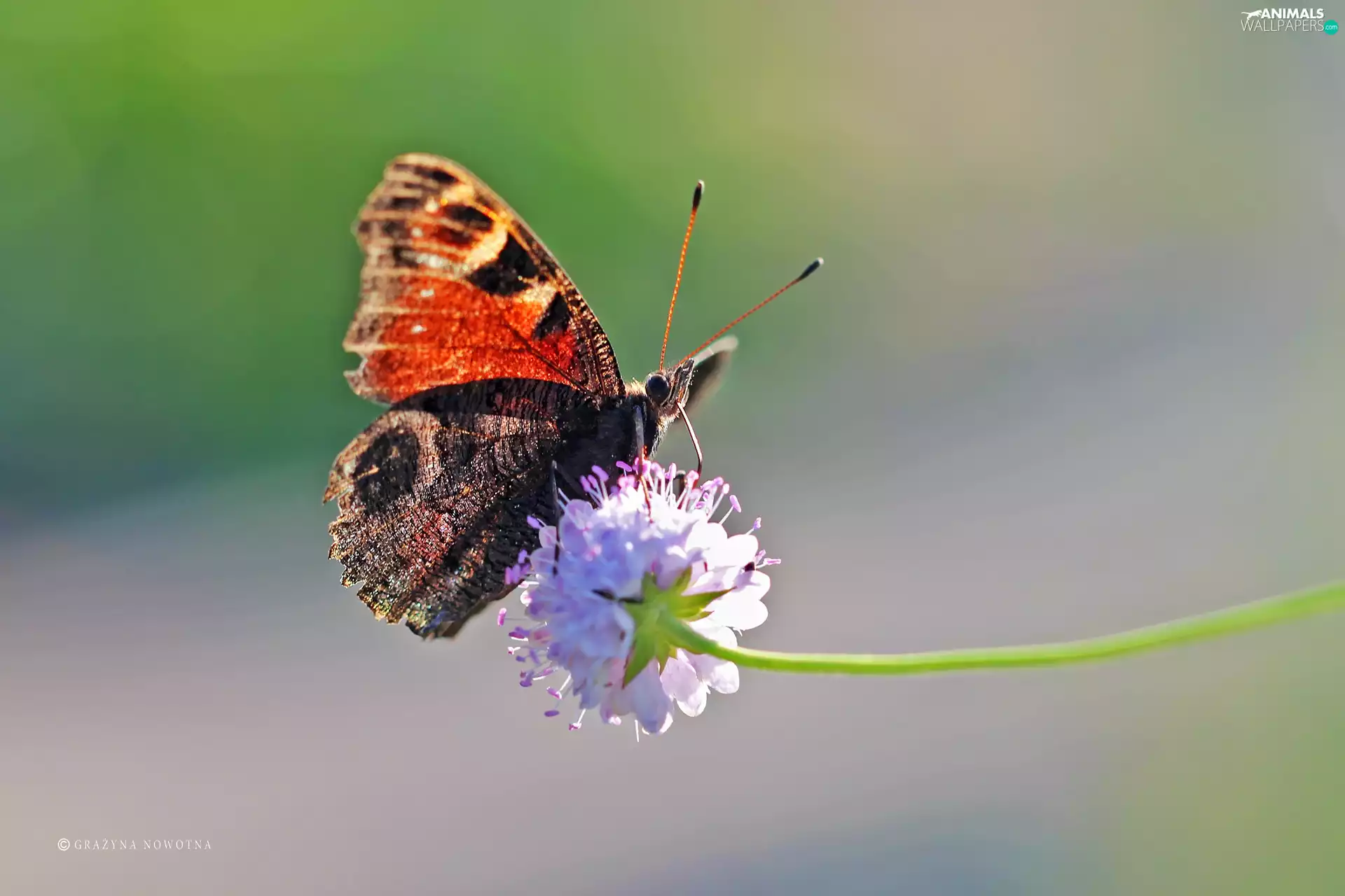 undine, butterfly, Insect, io
