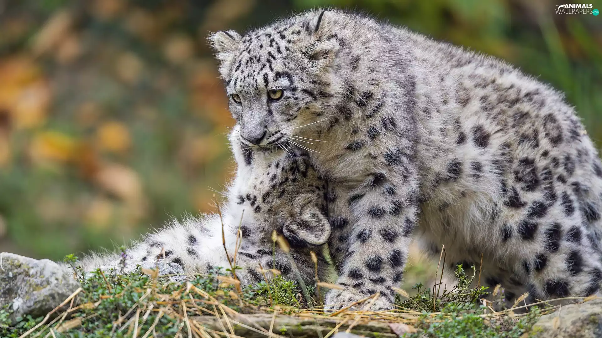 cuddled, Two cars, Irbisy