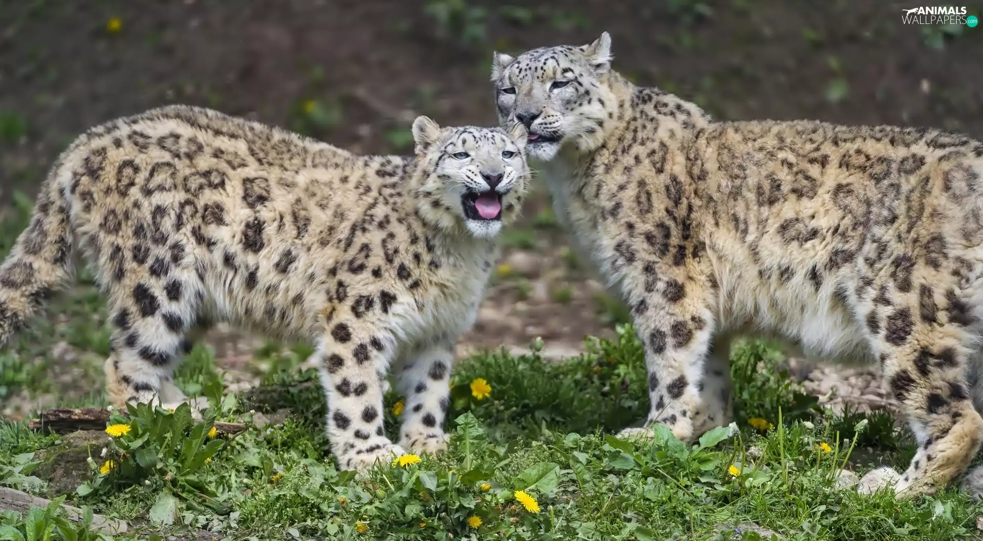 grass, Two cars, Irbisy