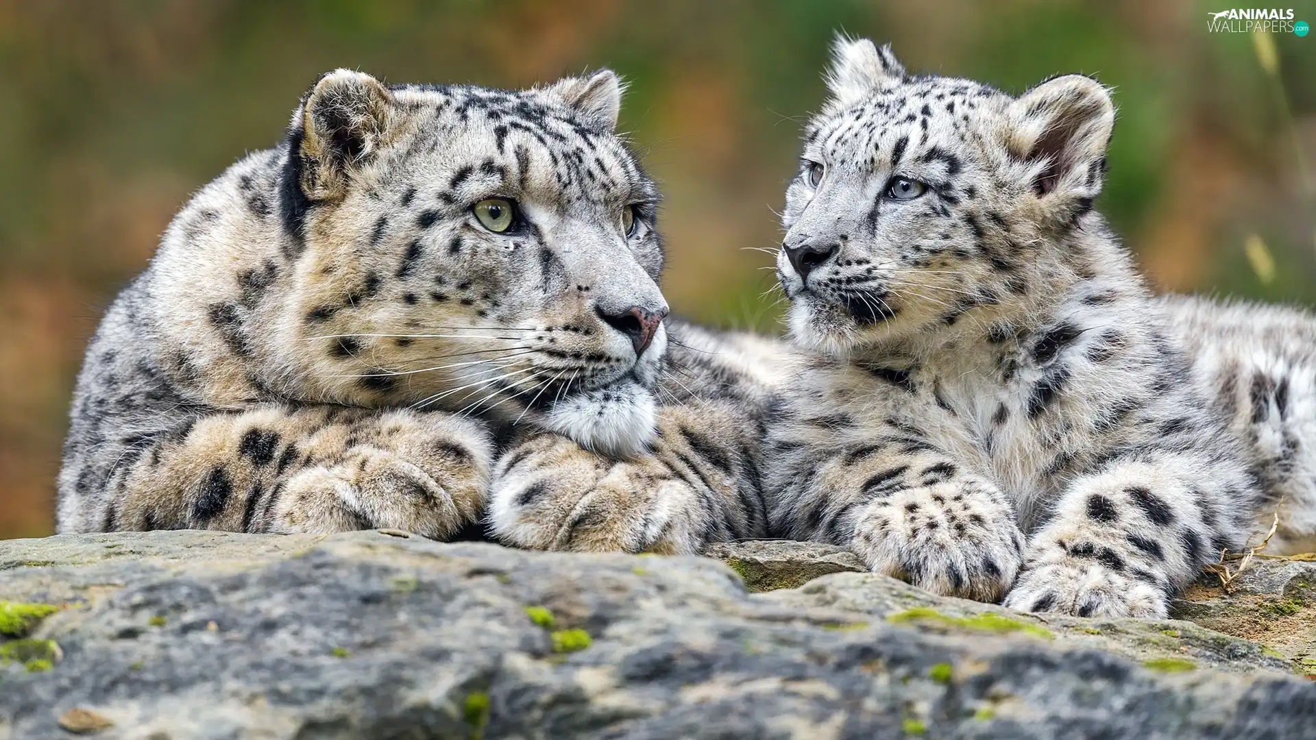 snow leopard, Rocks, Irbisy, young, Two cars