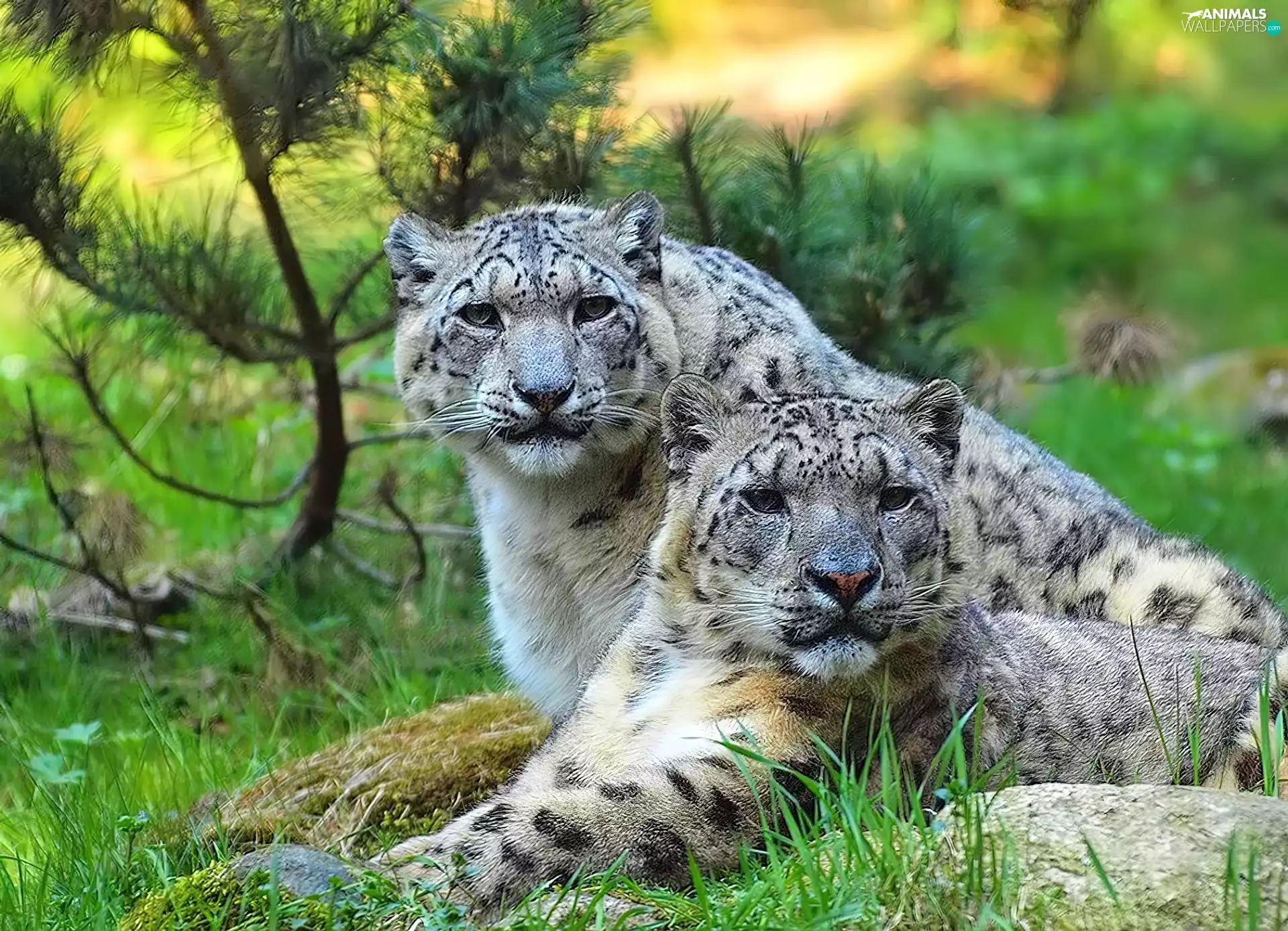 Irbisy, Panthers, snow