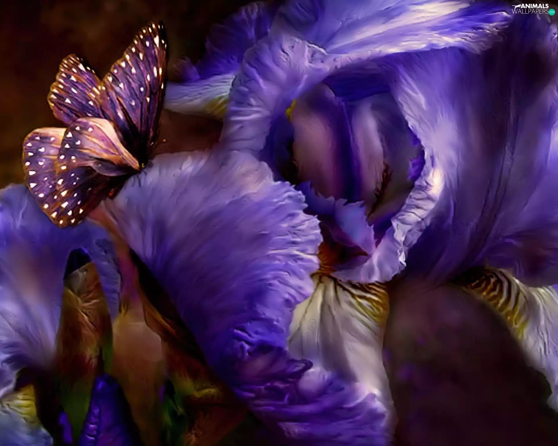 Irises, Violet, butterfly