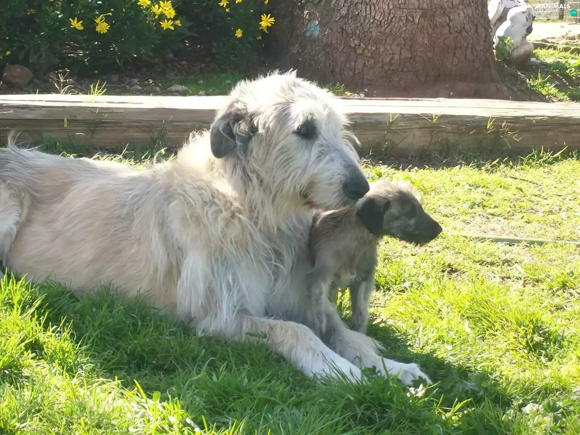 Irish Wolfhound, Puppy