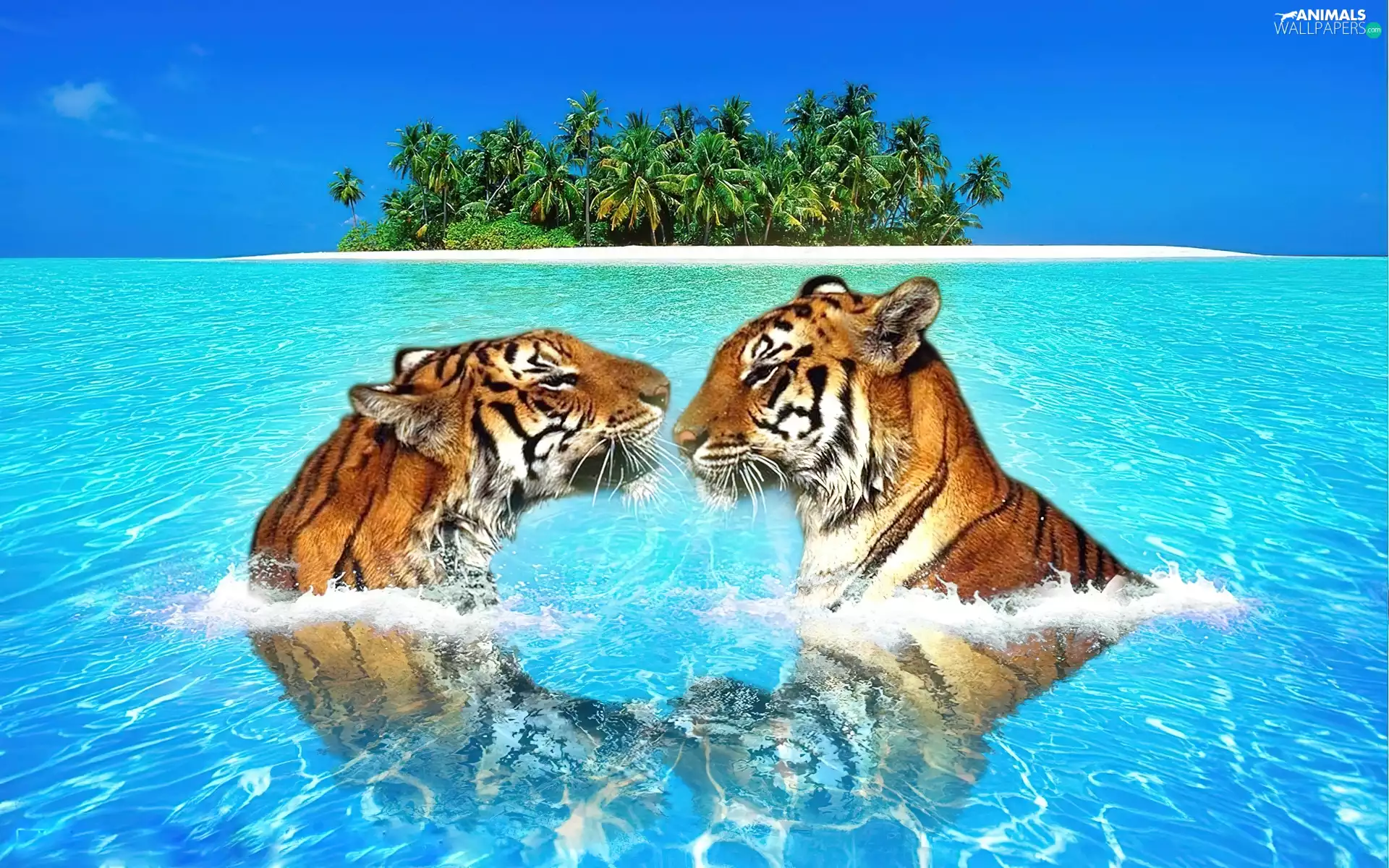 Island, tigress, water