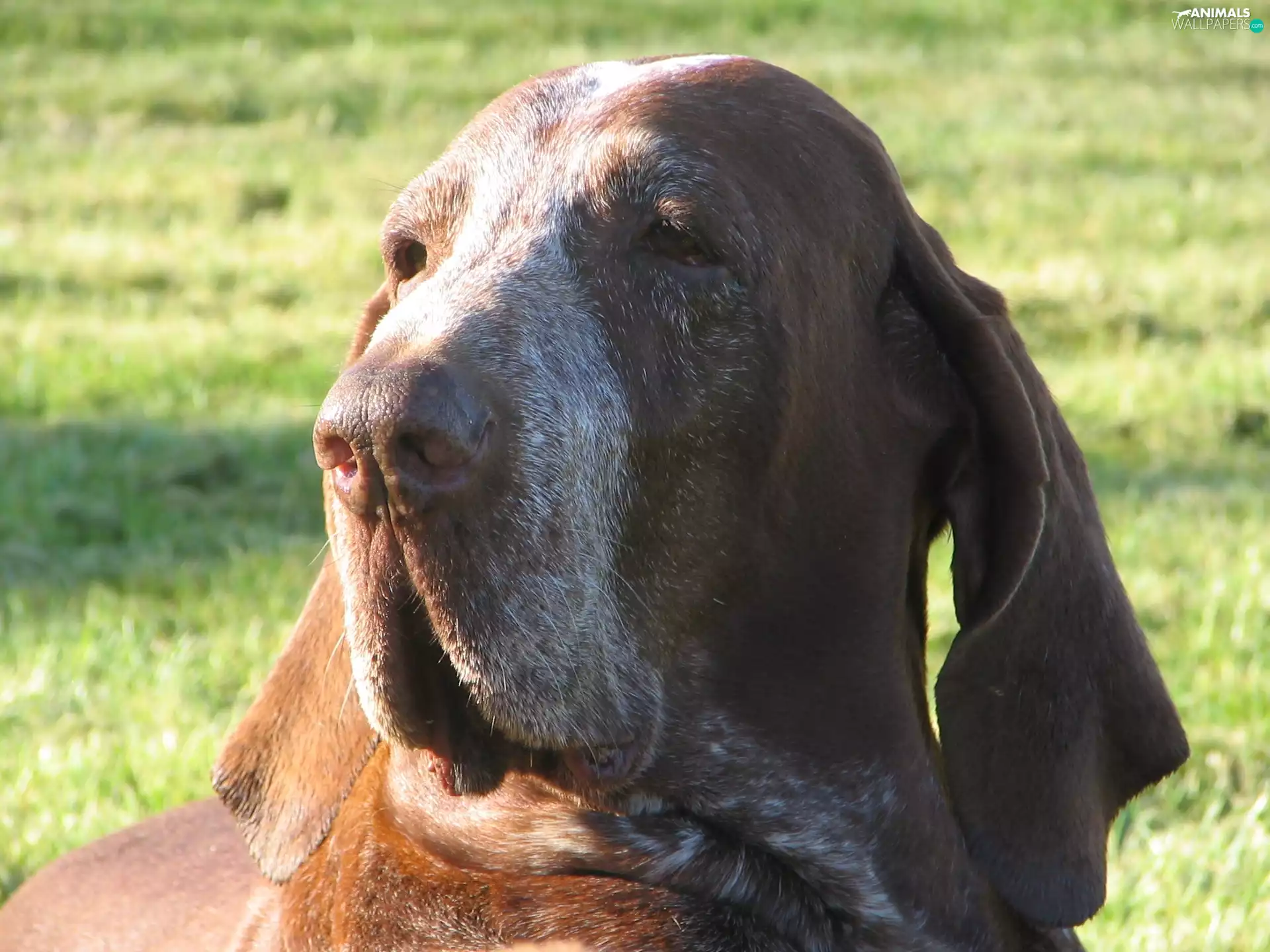 Bracco italiano, Head, Italian Shorthaired Pointing Dog