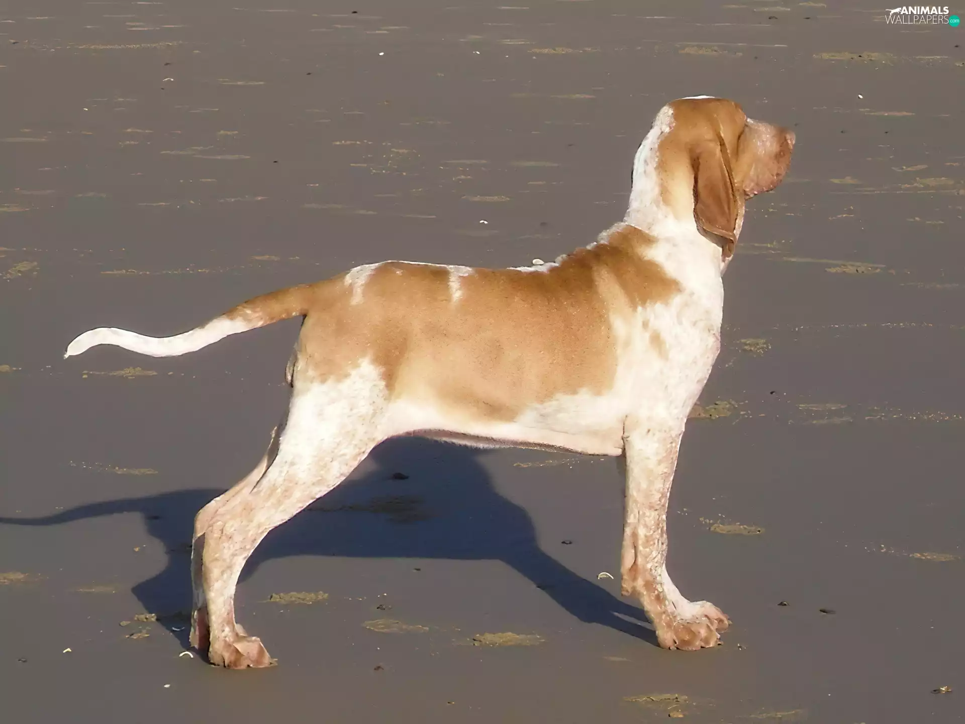 Bracco italiano, profile, Italian Shorthaired Pointing Dog