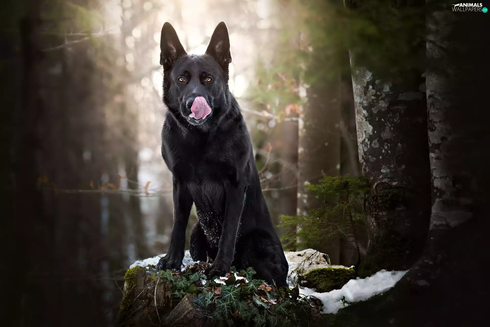 forest, German Shepherd, Plants, tongue, sitter, trunk, ivy