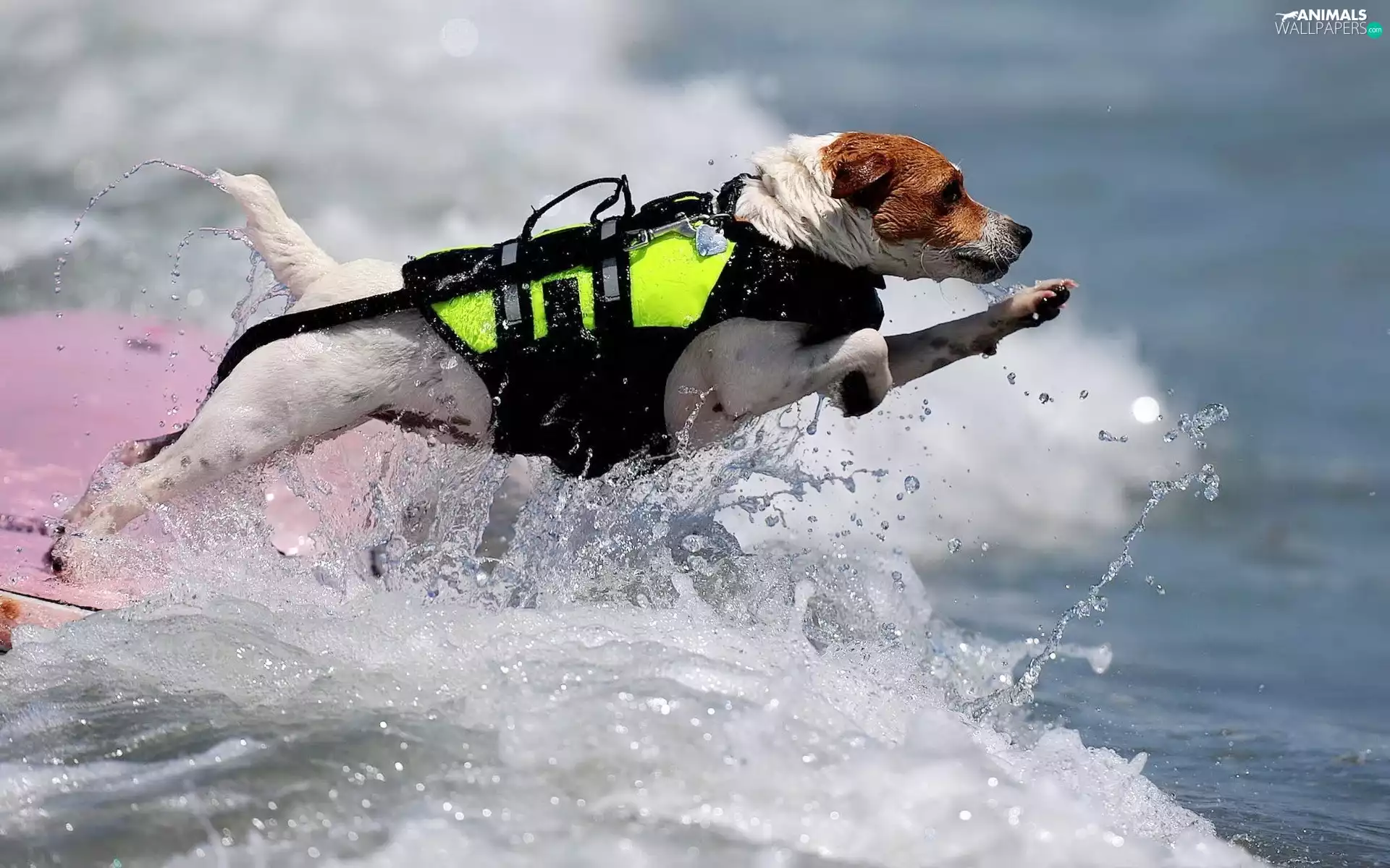 rescuer, Jack Russell Terrier, dog