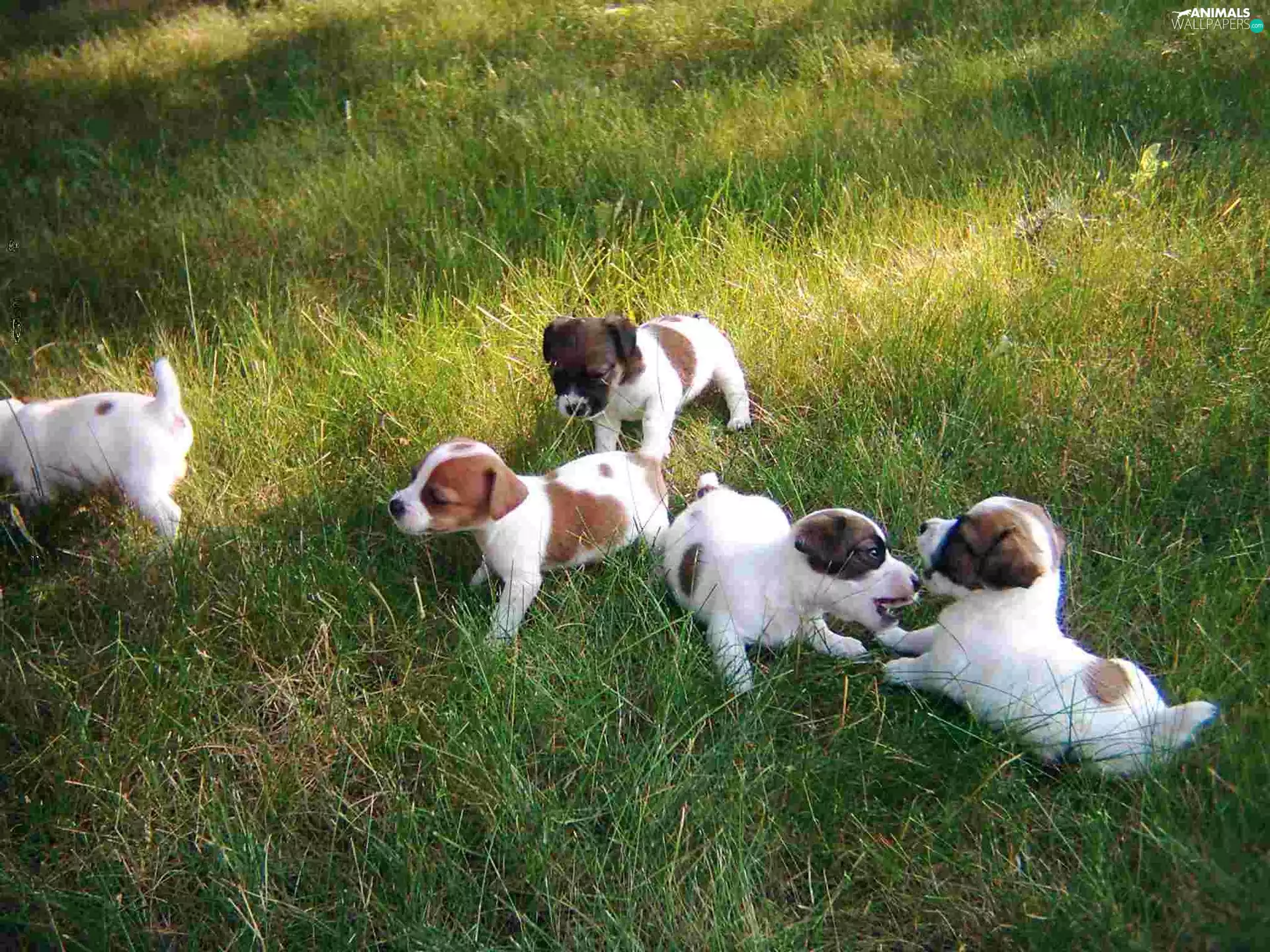 grass, Jack Russell Terrier, Green