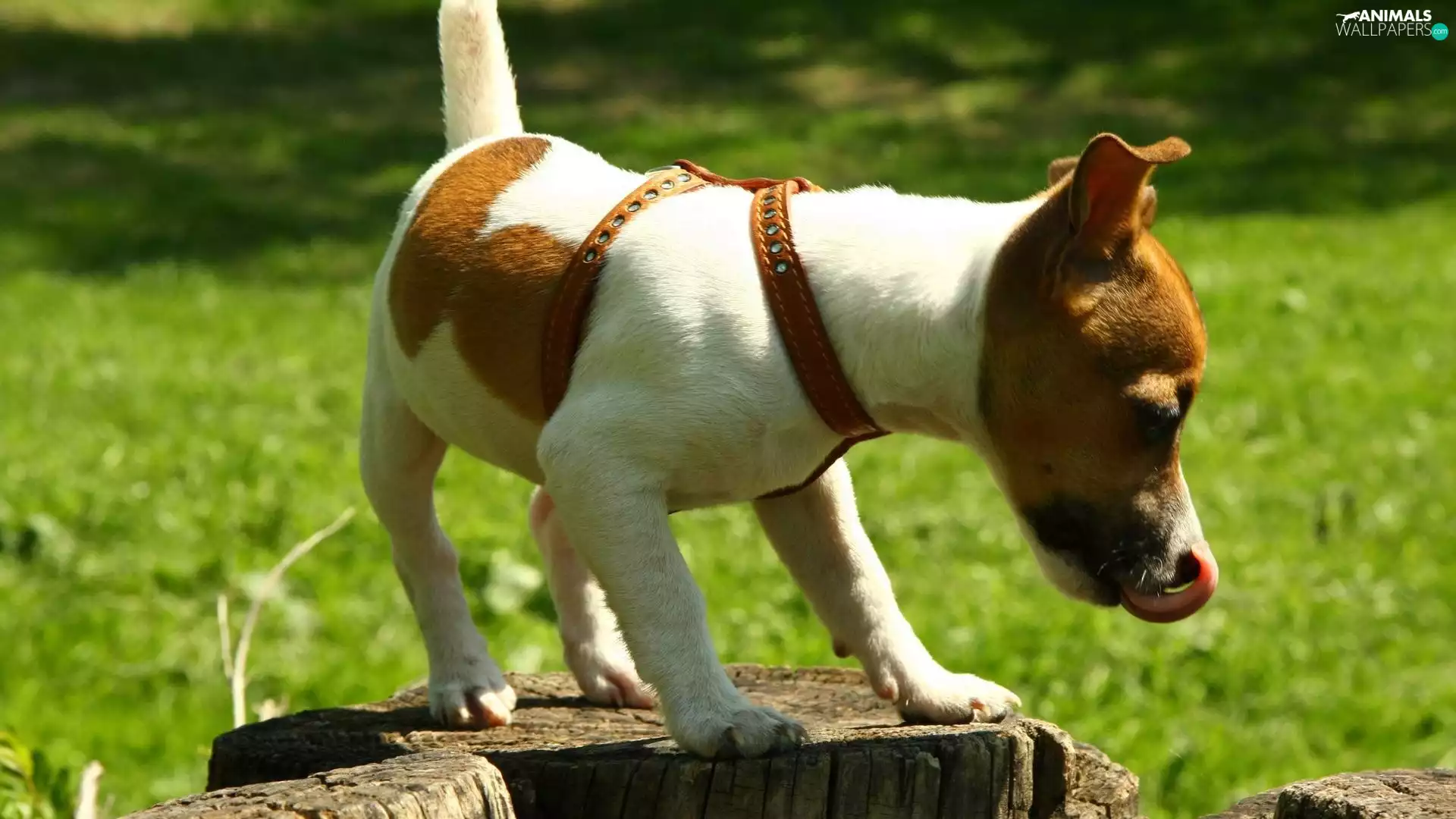 trunk, Jack Russell Terrier, Tounge