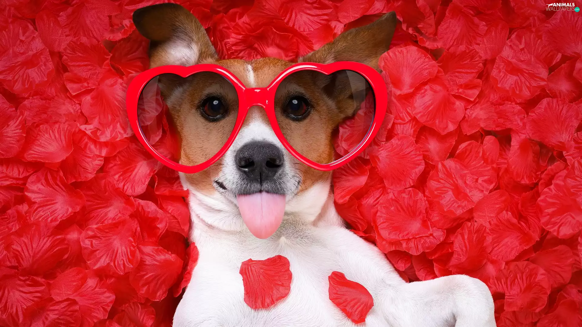 dog, Glasses, heart, Jack Russell Terier