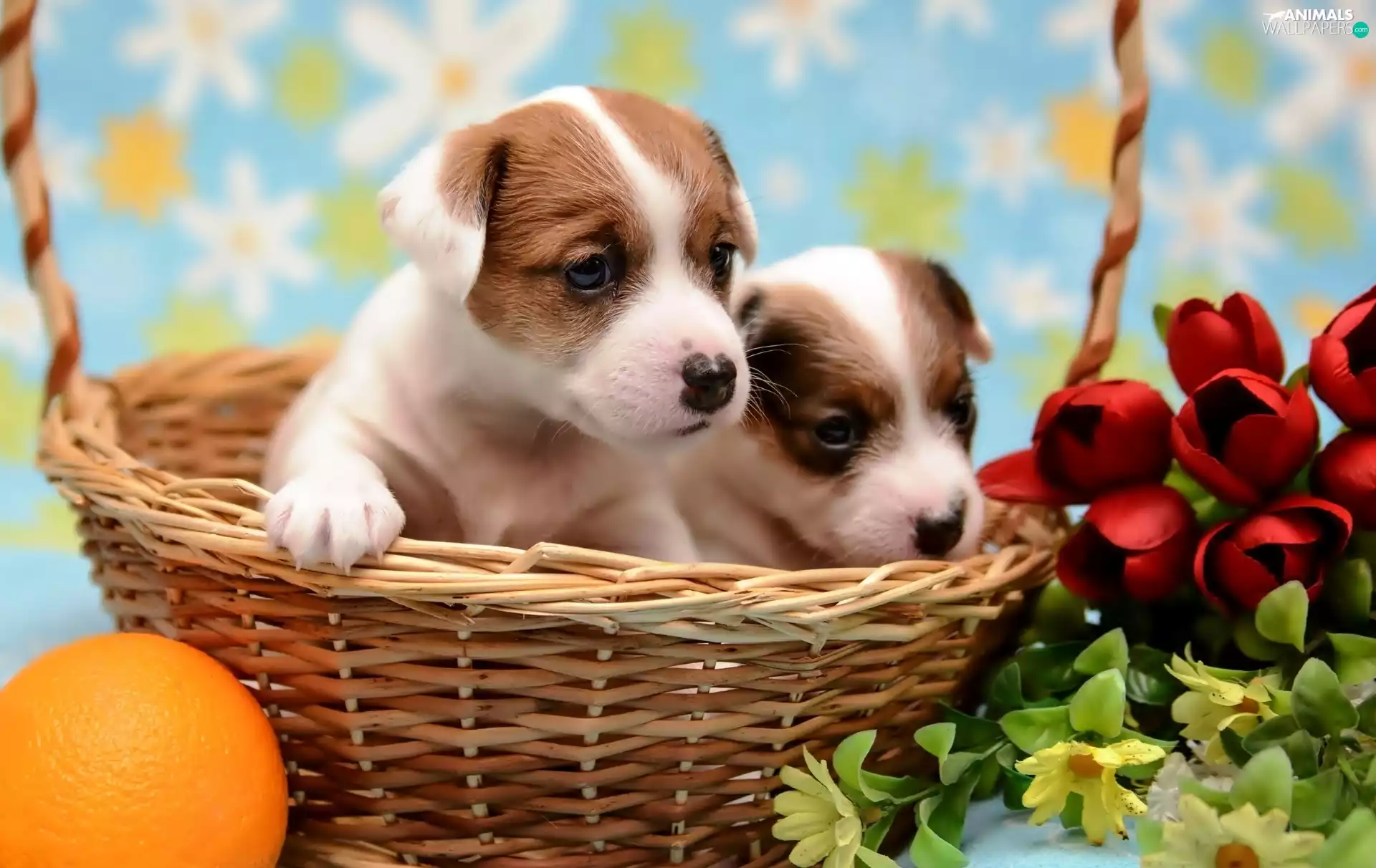 puppies, basket, Flowers, Jack Russell Terriers