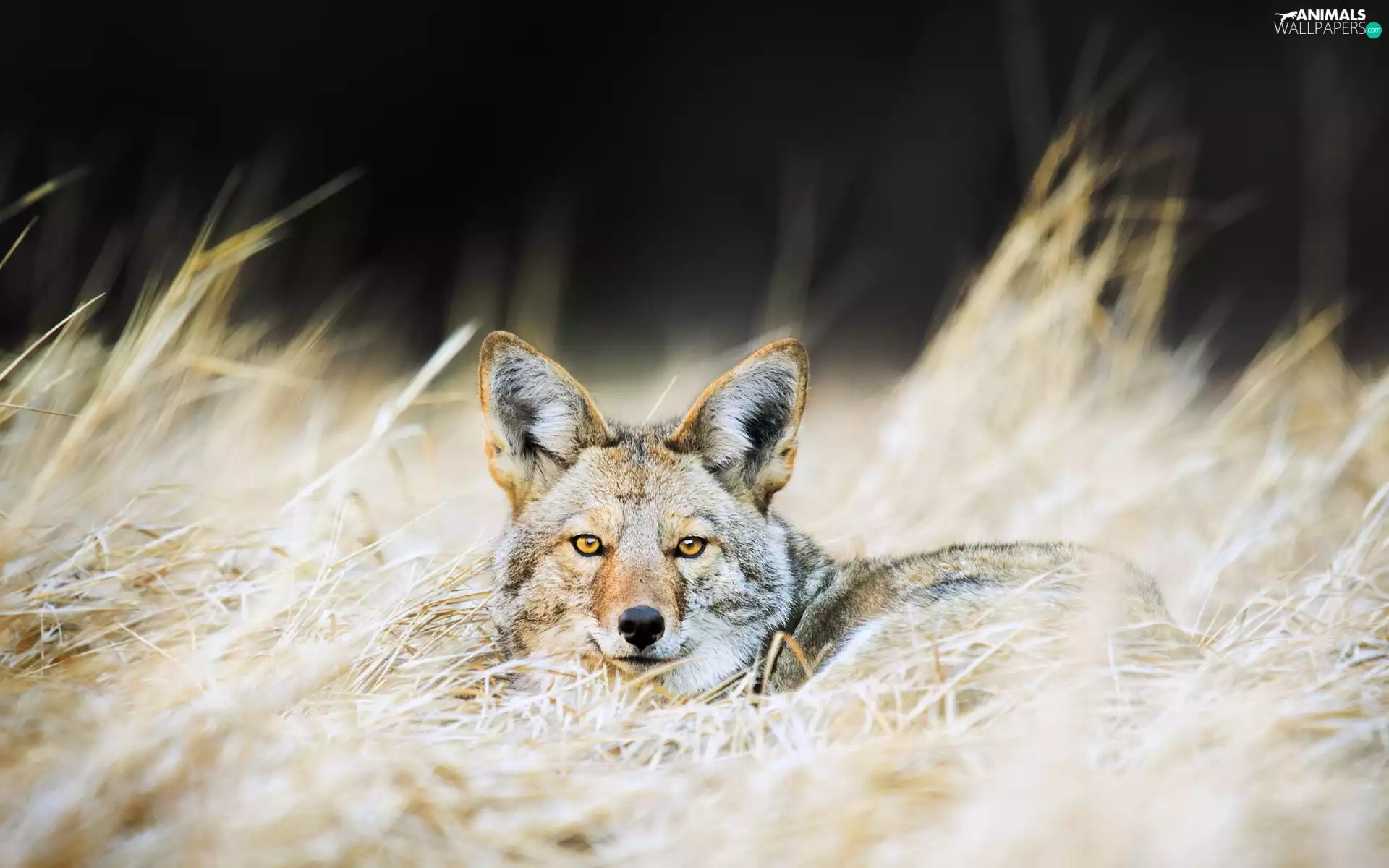 Jackal, grass