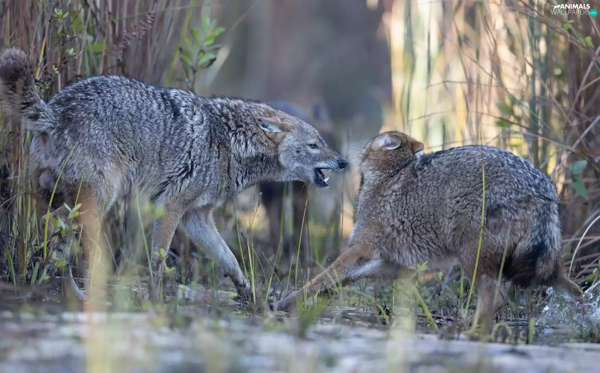 grass, Two cars, Jackals