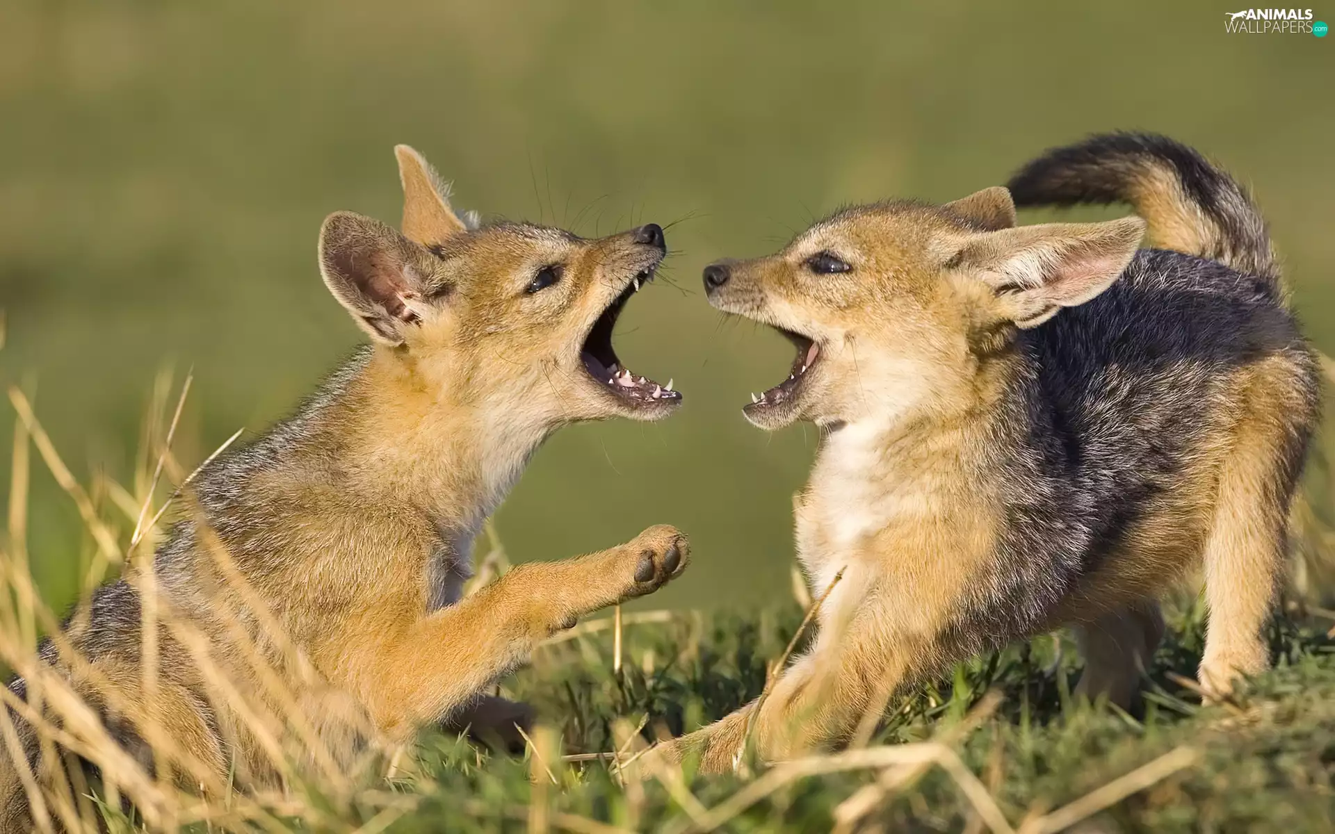 young, play, grass, Jackals