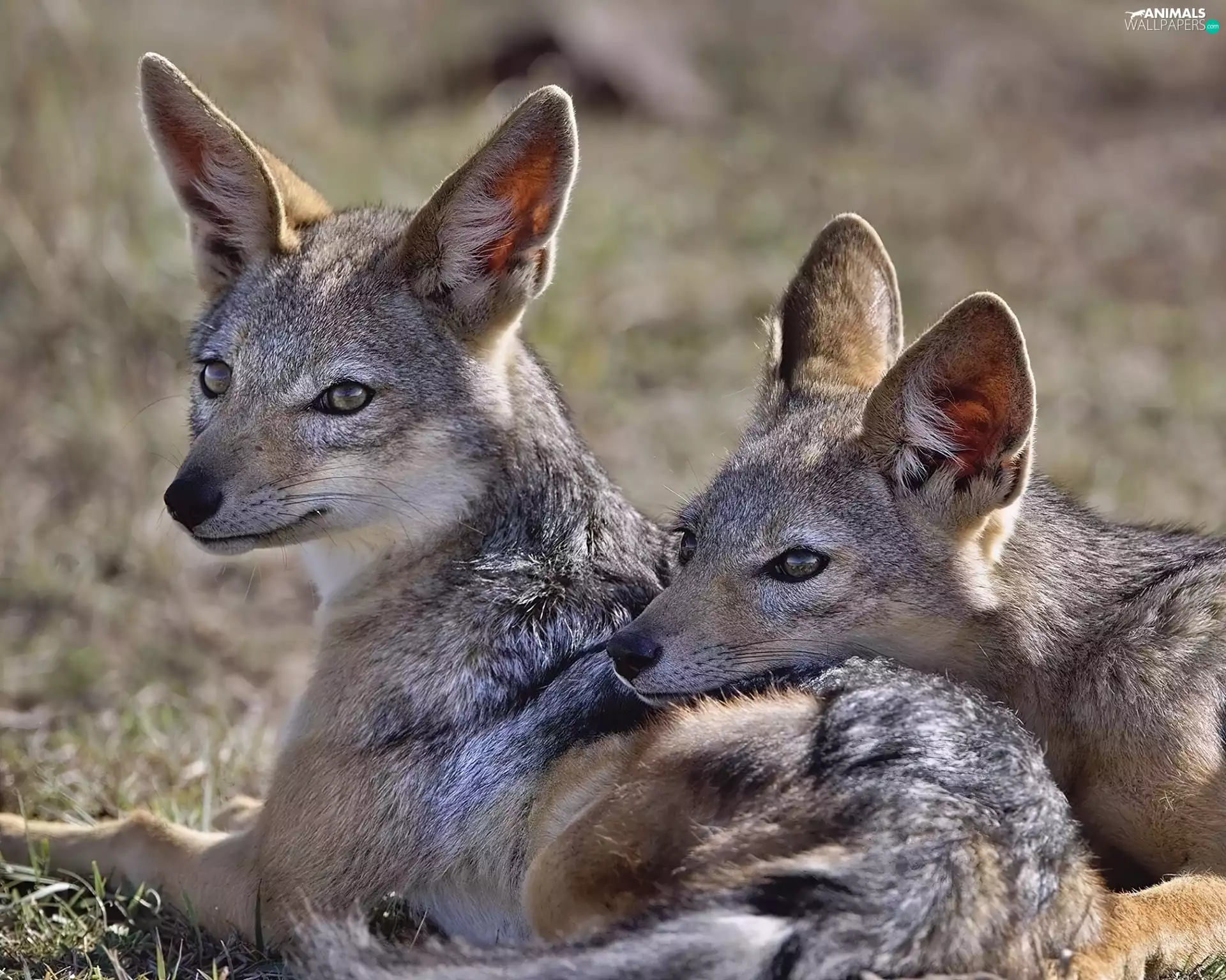 Jackals