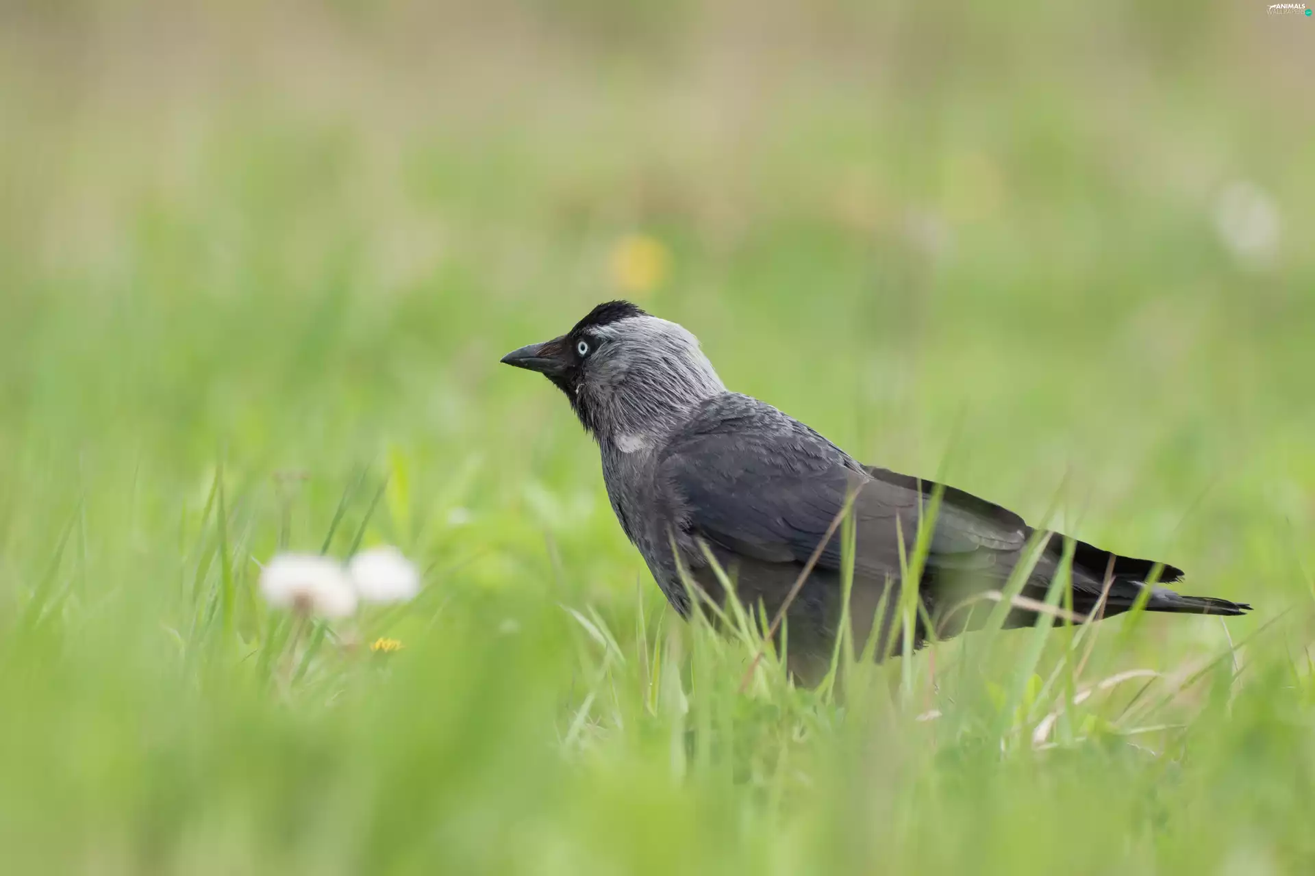 jackdaw, grass