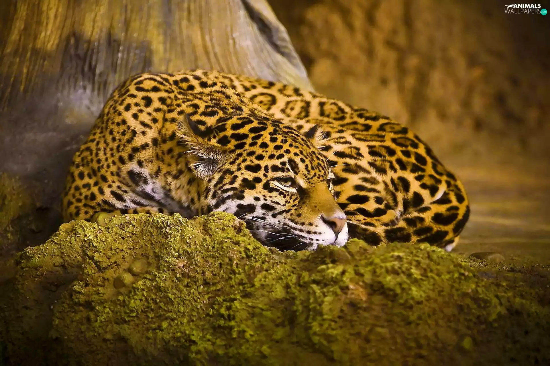 Jaguar