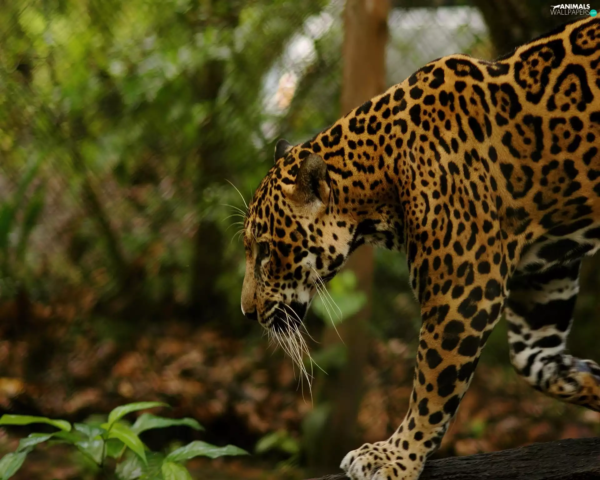 Jaguar