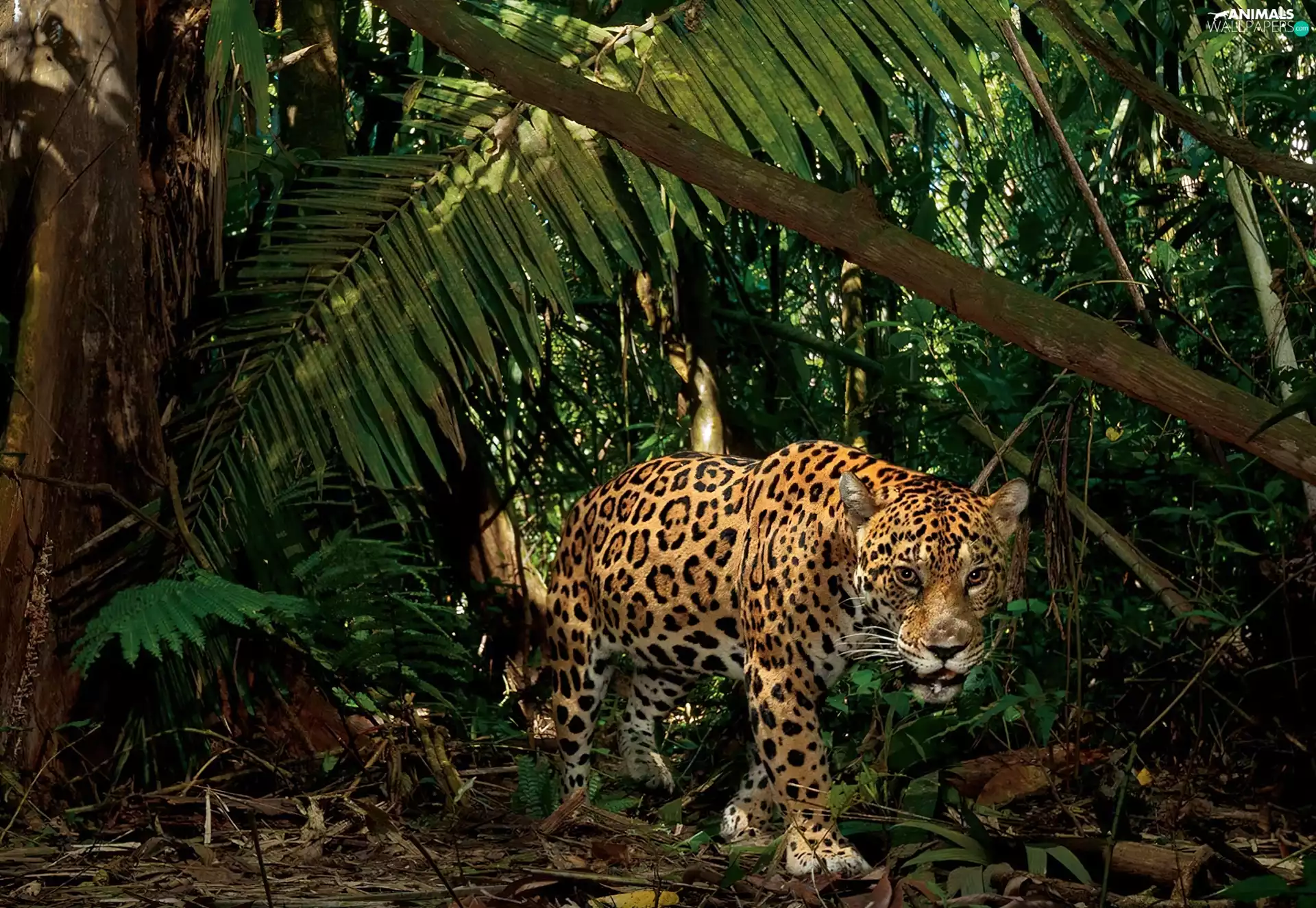 Jaguar, jungle