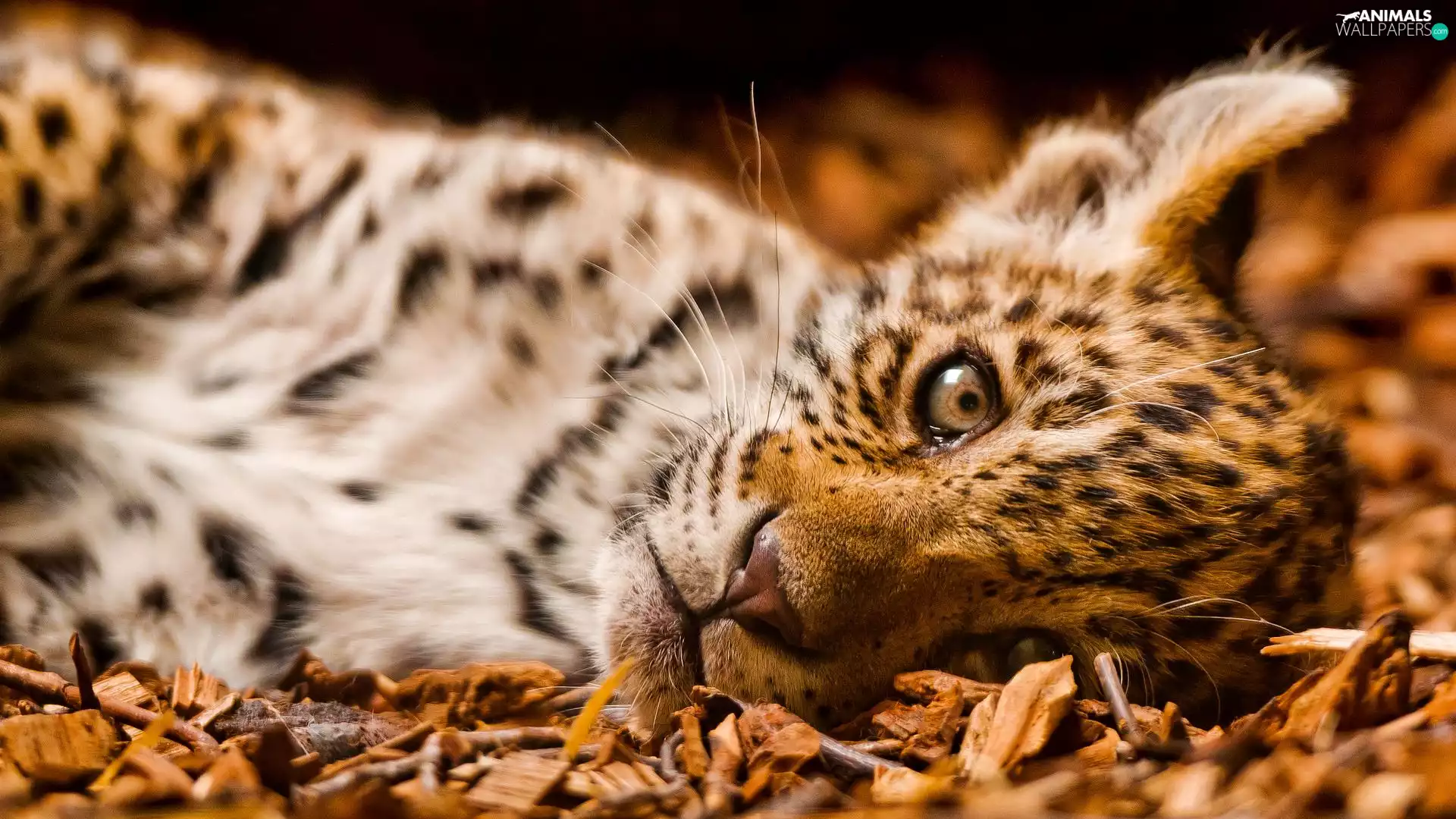 lying, Wild Cat Jaguar