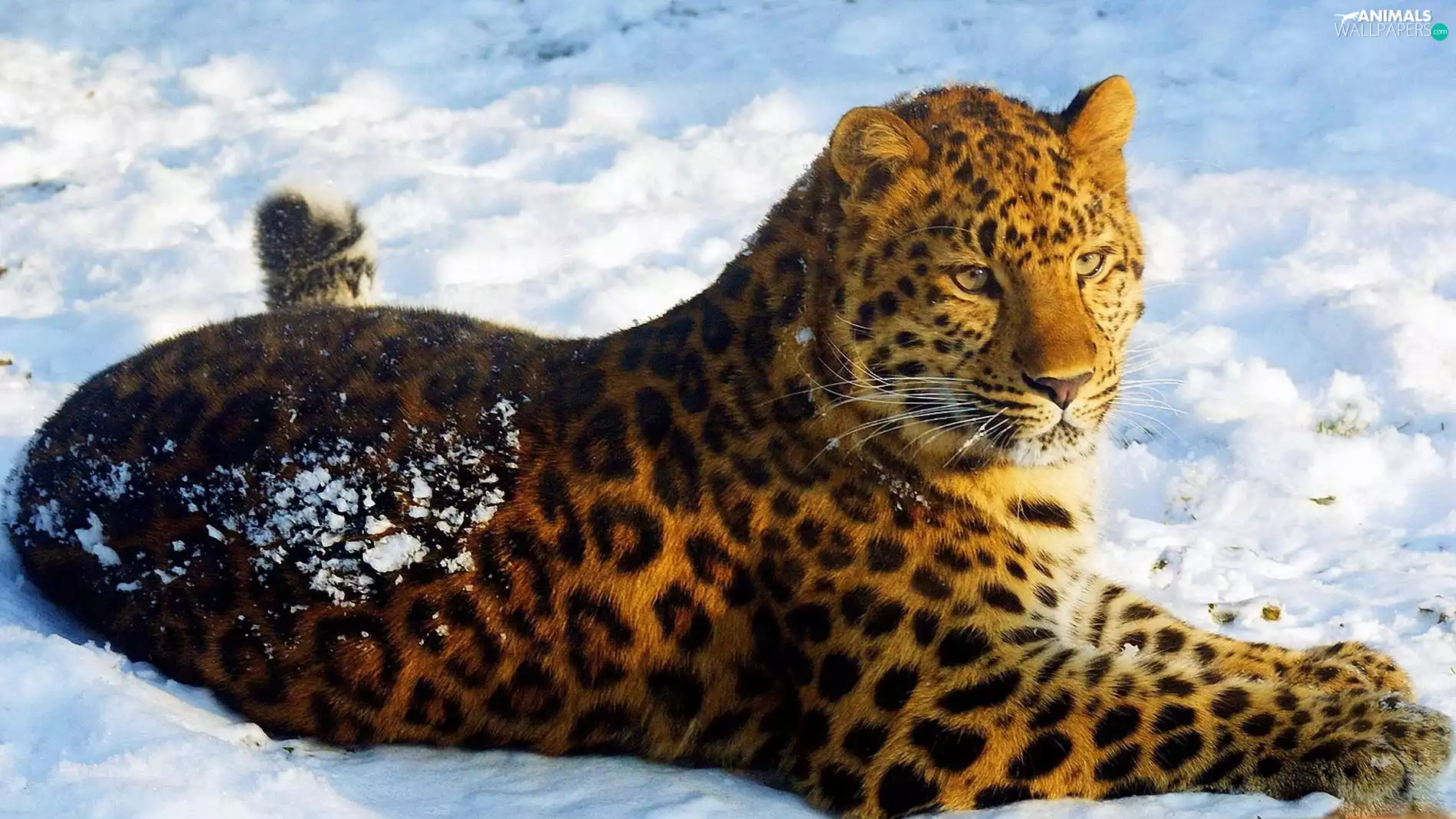 Jaguar, snow, lying