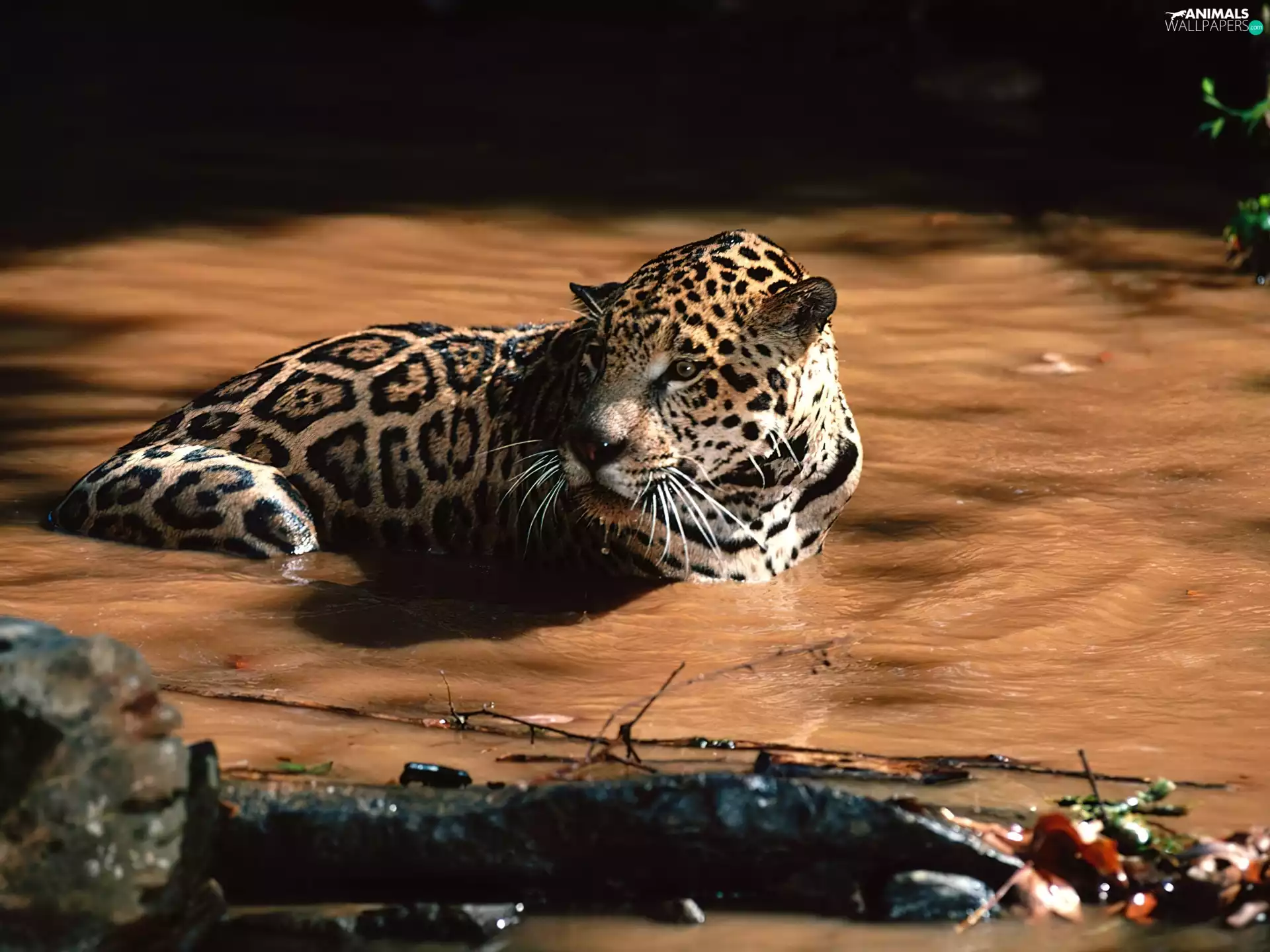 Jaguar, water, puddle