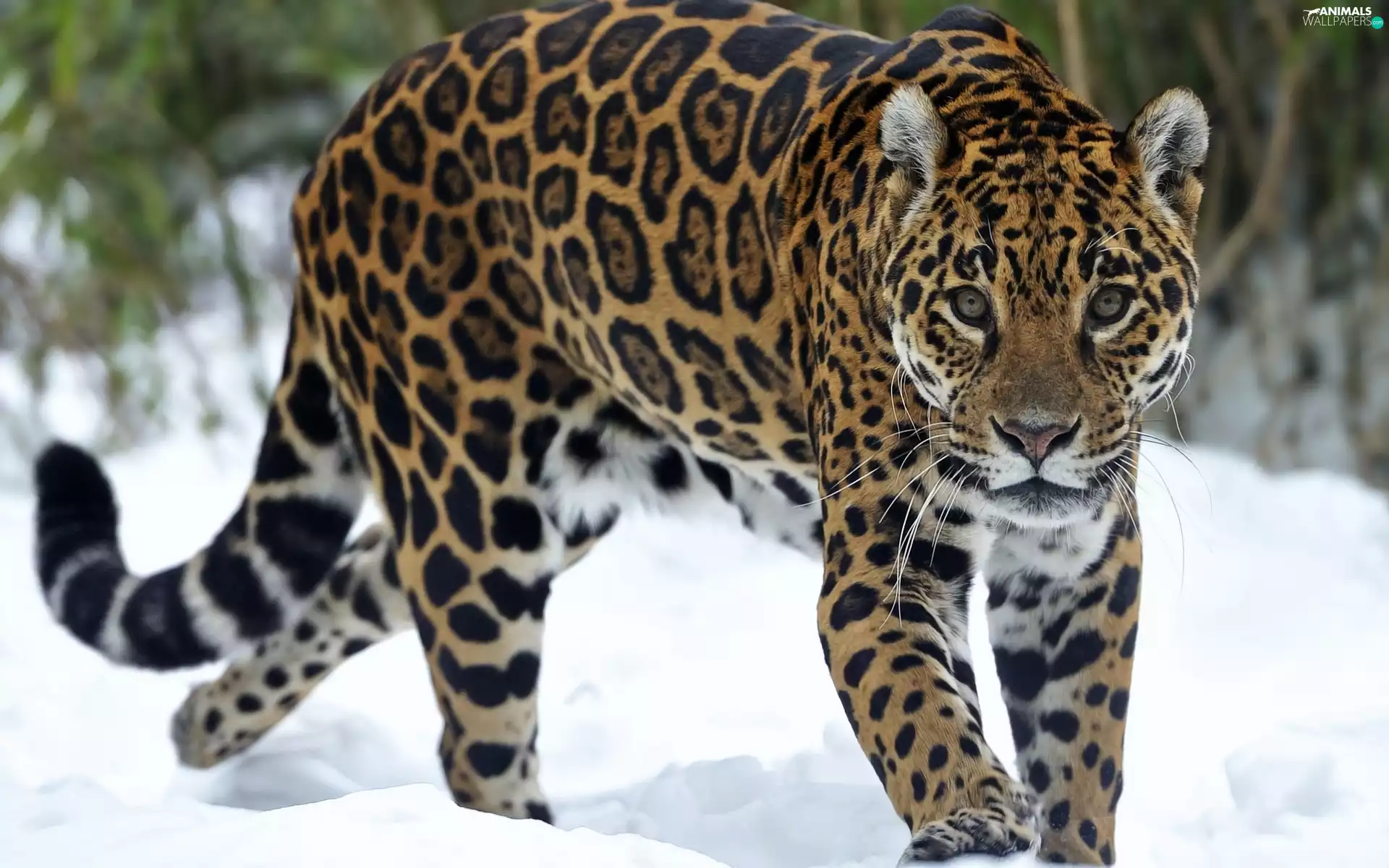 Jaguar, snow
