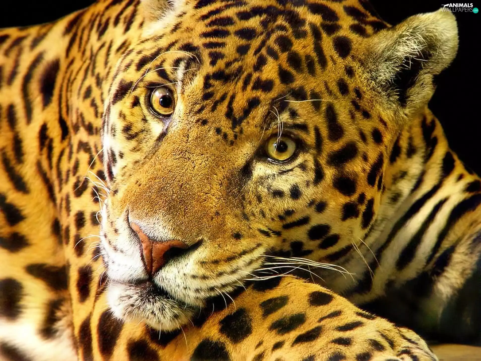 Jaguar, spots