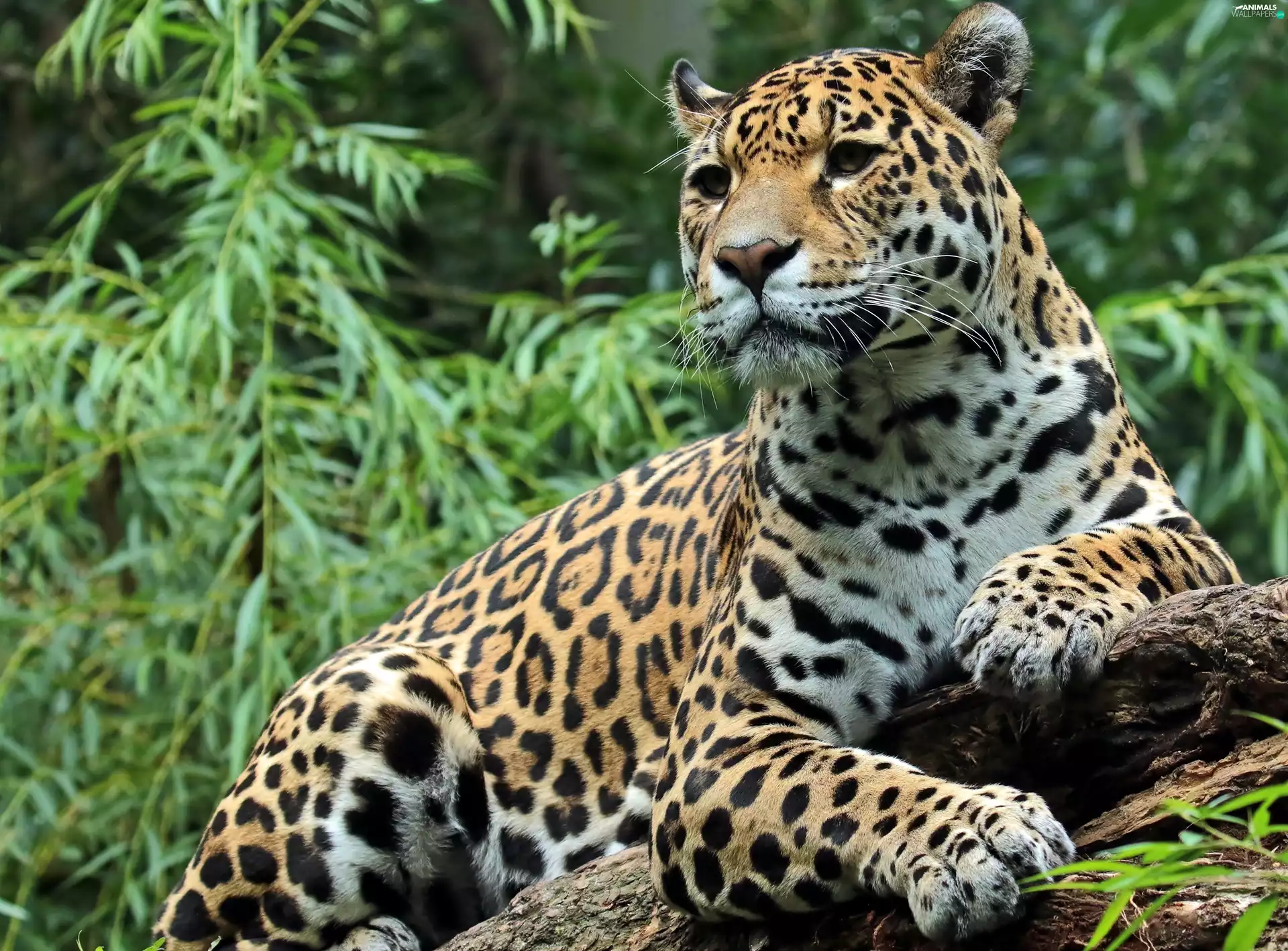 trees, viewes, Twigs, Lod on the beach, Jaguar