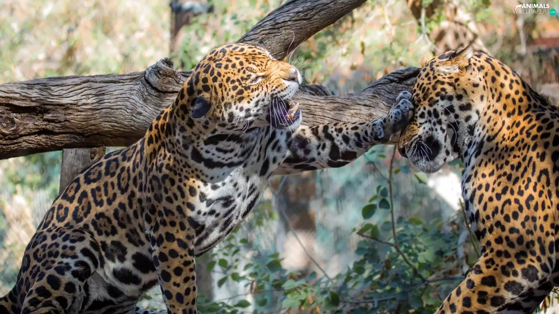 trees, Two cars, Jaguars