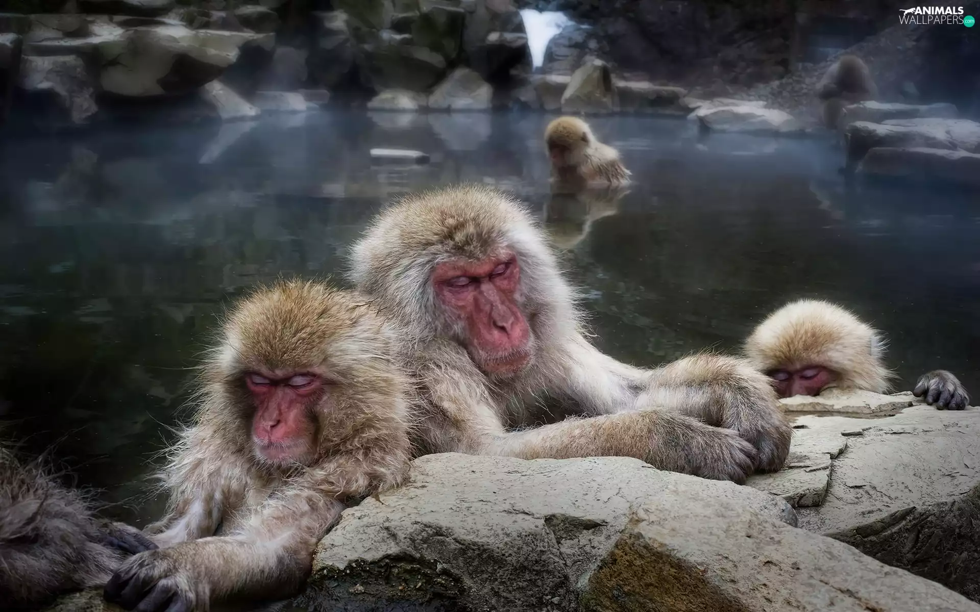 Japanese, Sleeping, macaques