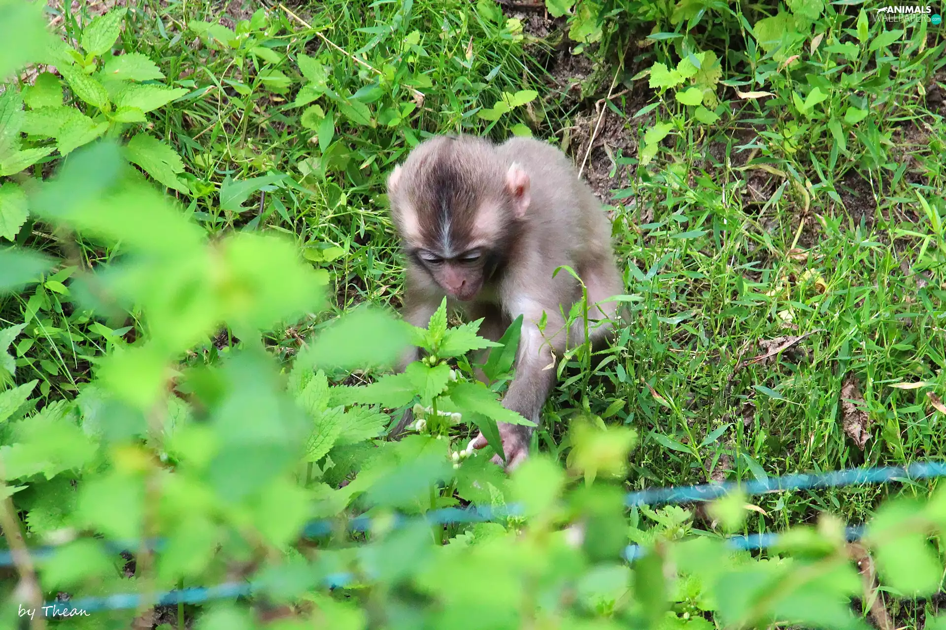 toque, young, Monkey, japanese