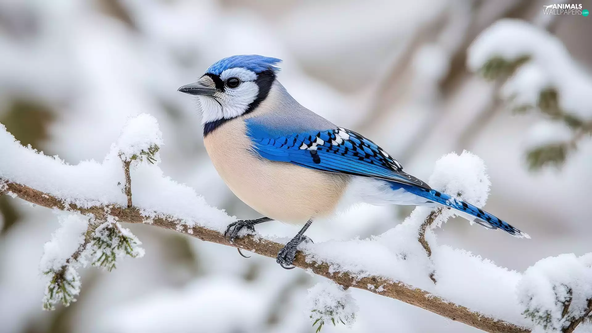 branch, jay, A snow-covered