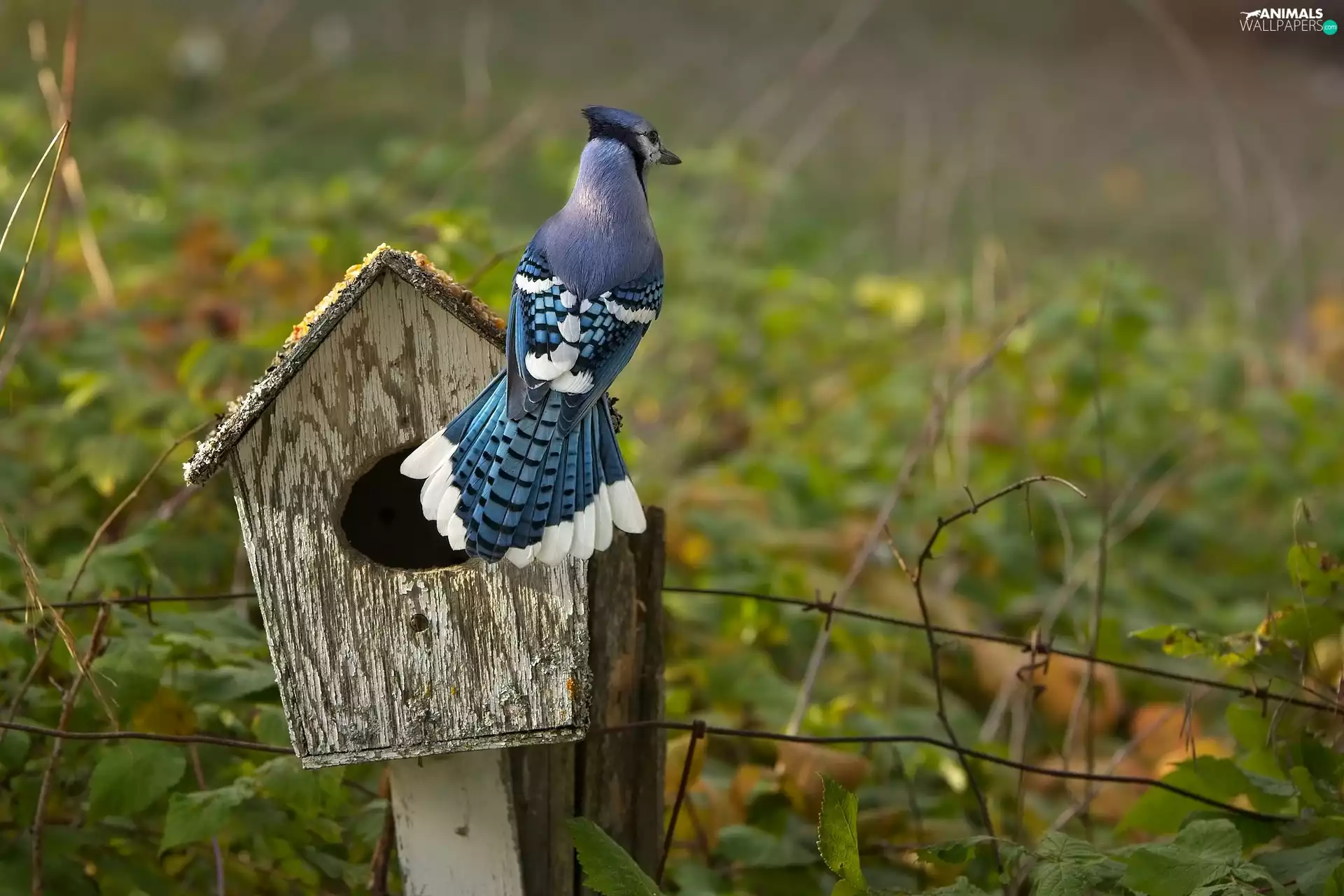 Nesting Box, Bird, jay
