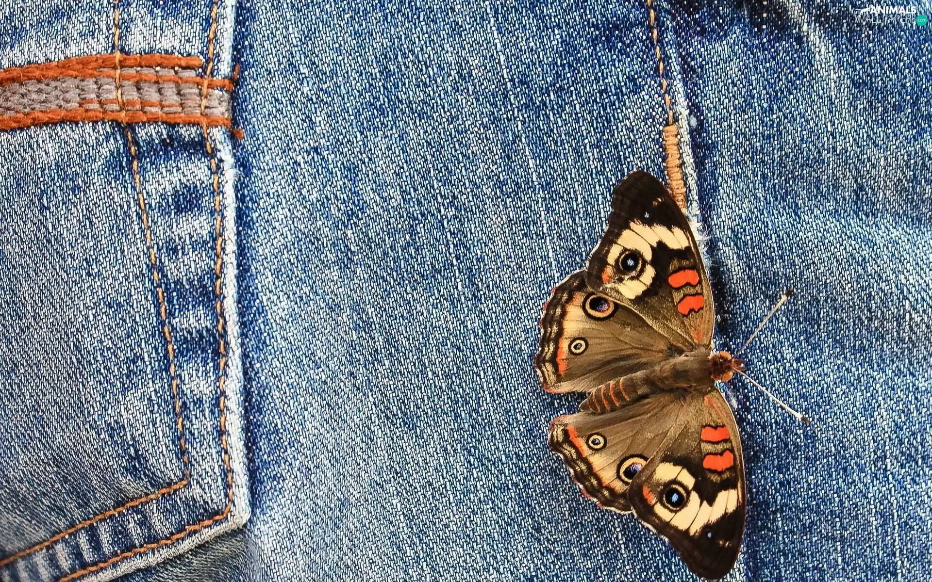 trousers, pocket, butterfly, Jeans