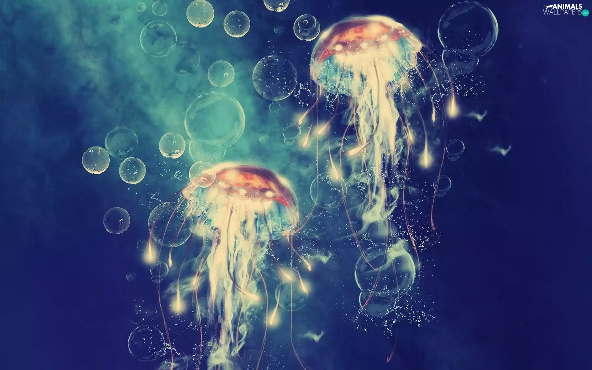 jellyfish