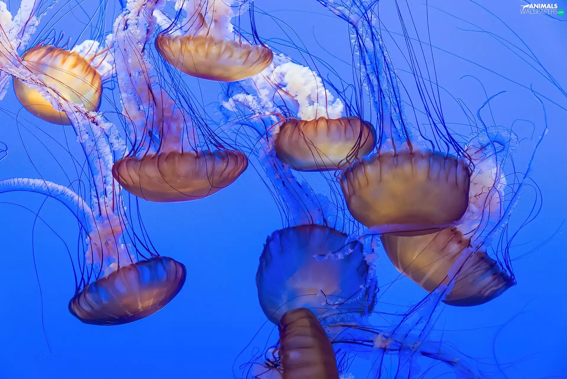 jellyfish