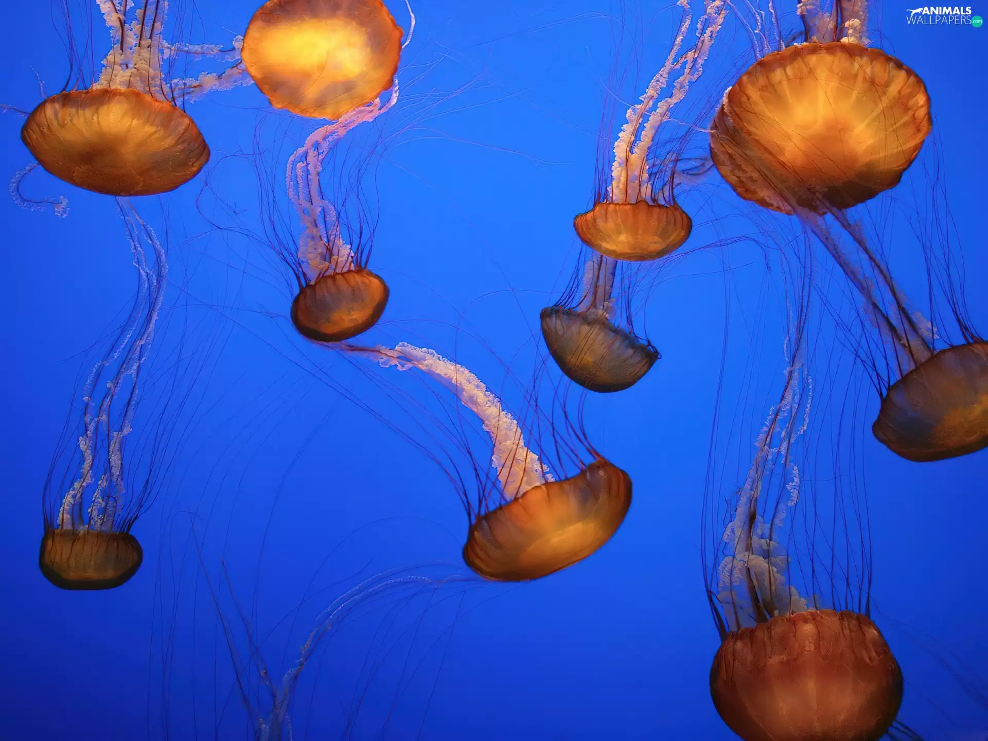 jellyfish, Cnidaria