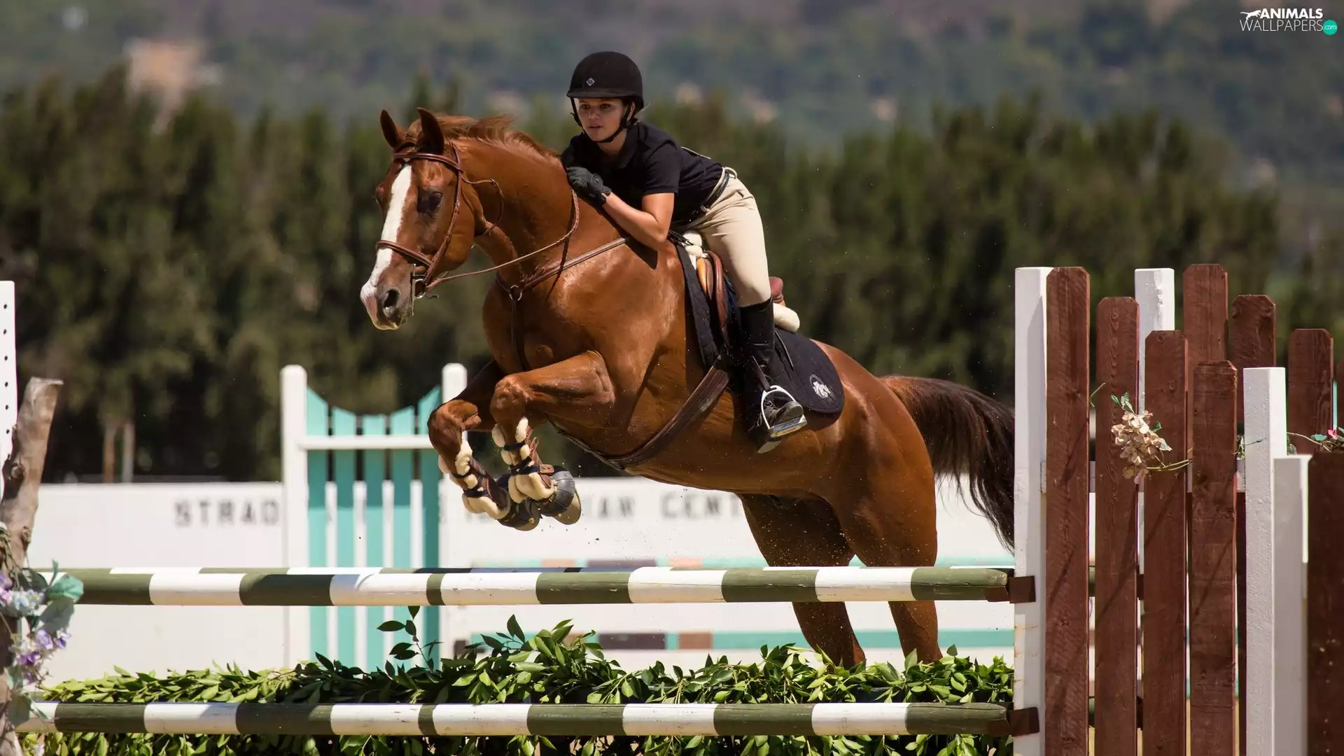 Horse, Jockey, Konna, horsemanship, ride