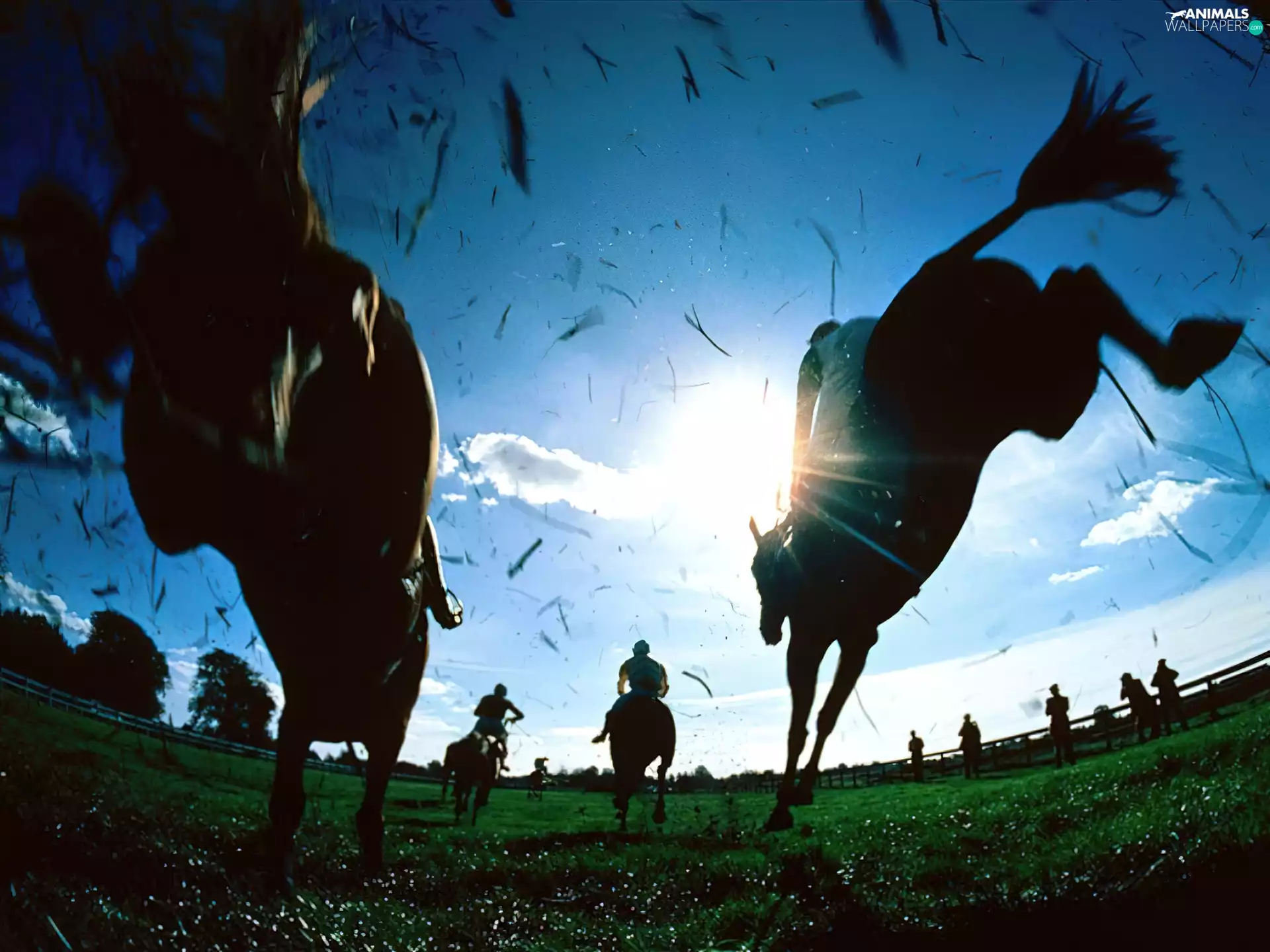 jockey, bloodstock, race