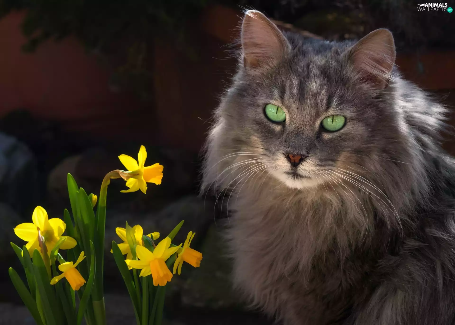 Jonquil, cat, Flowers