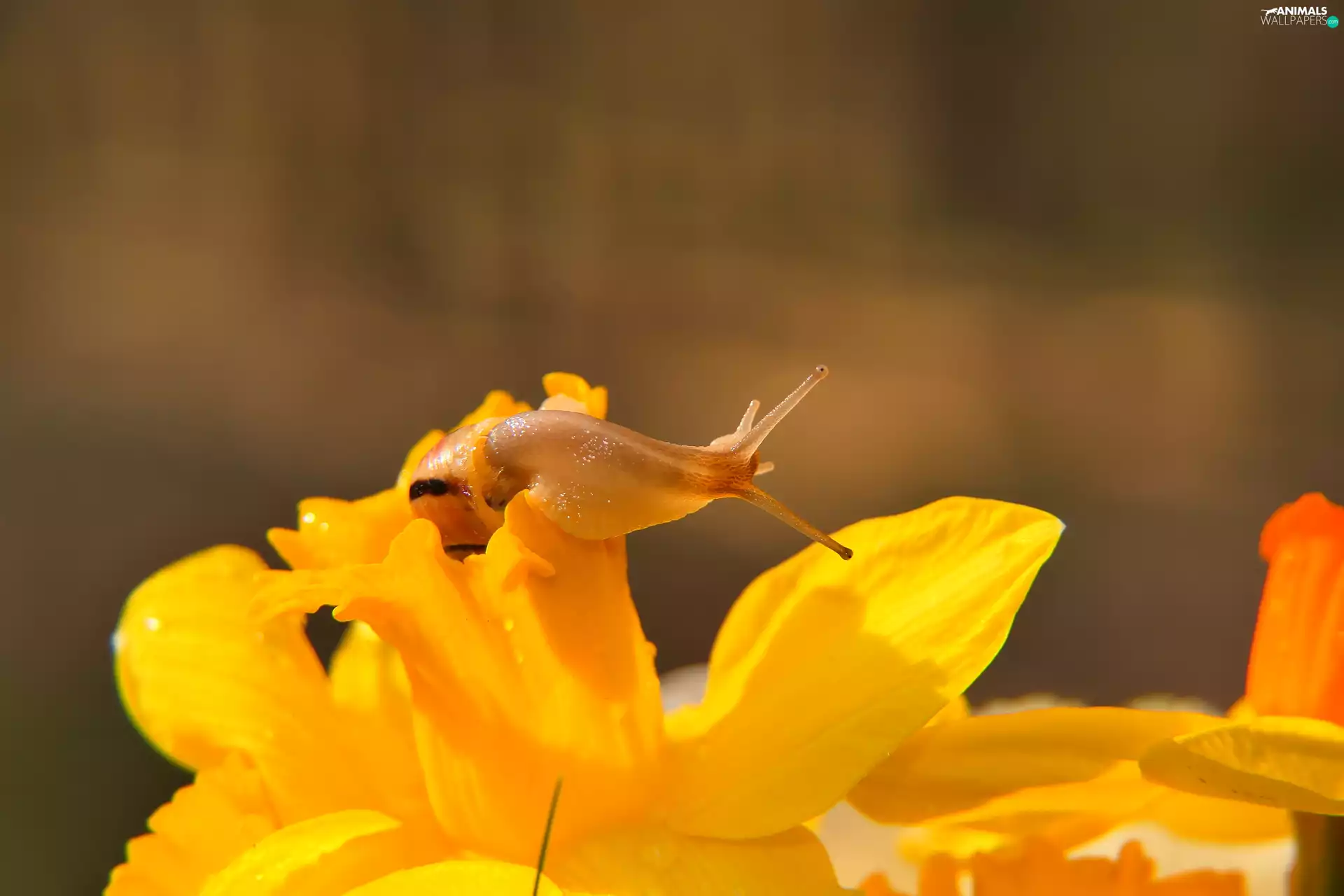 snail, Colourfull Flowers, Jonquil, Brown-lipped snail