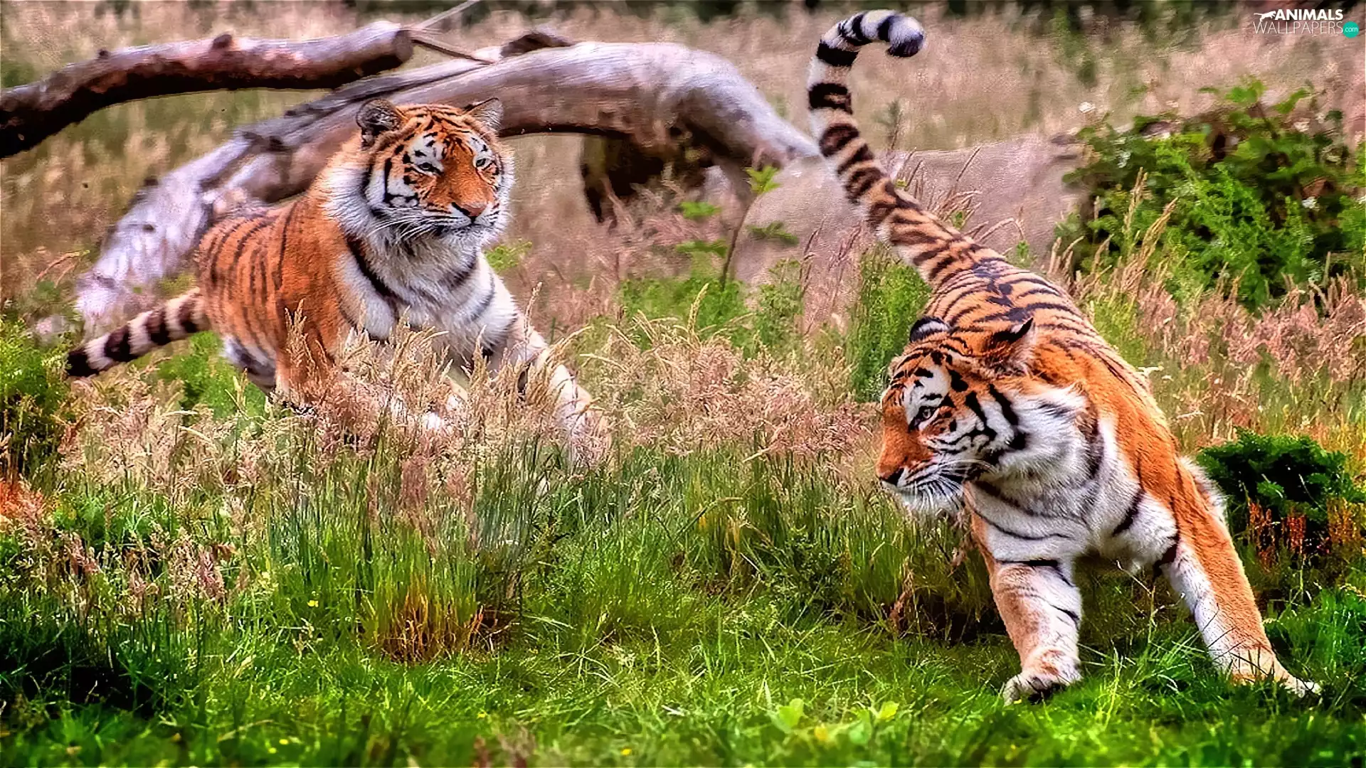 tigress, Two cars, joyful