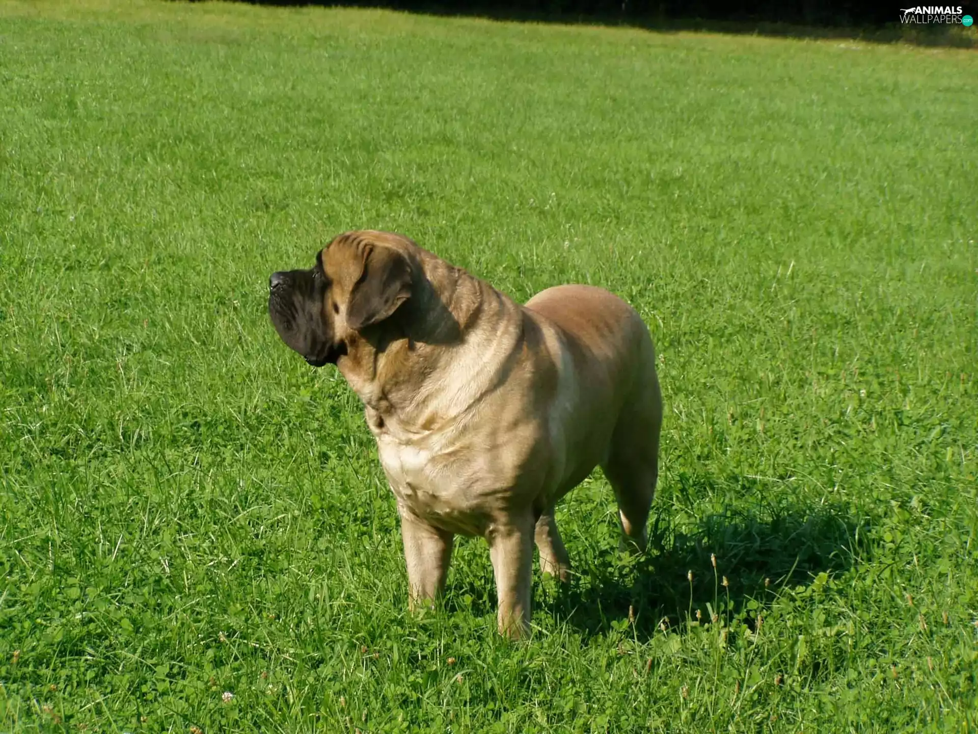 Big, juicy, grass, English mastiff