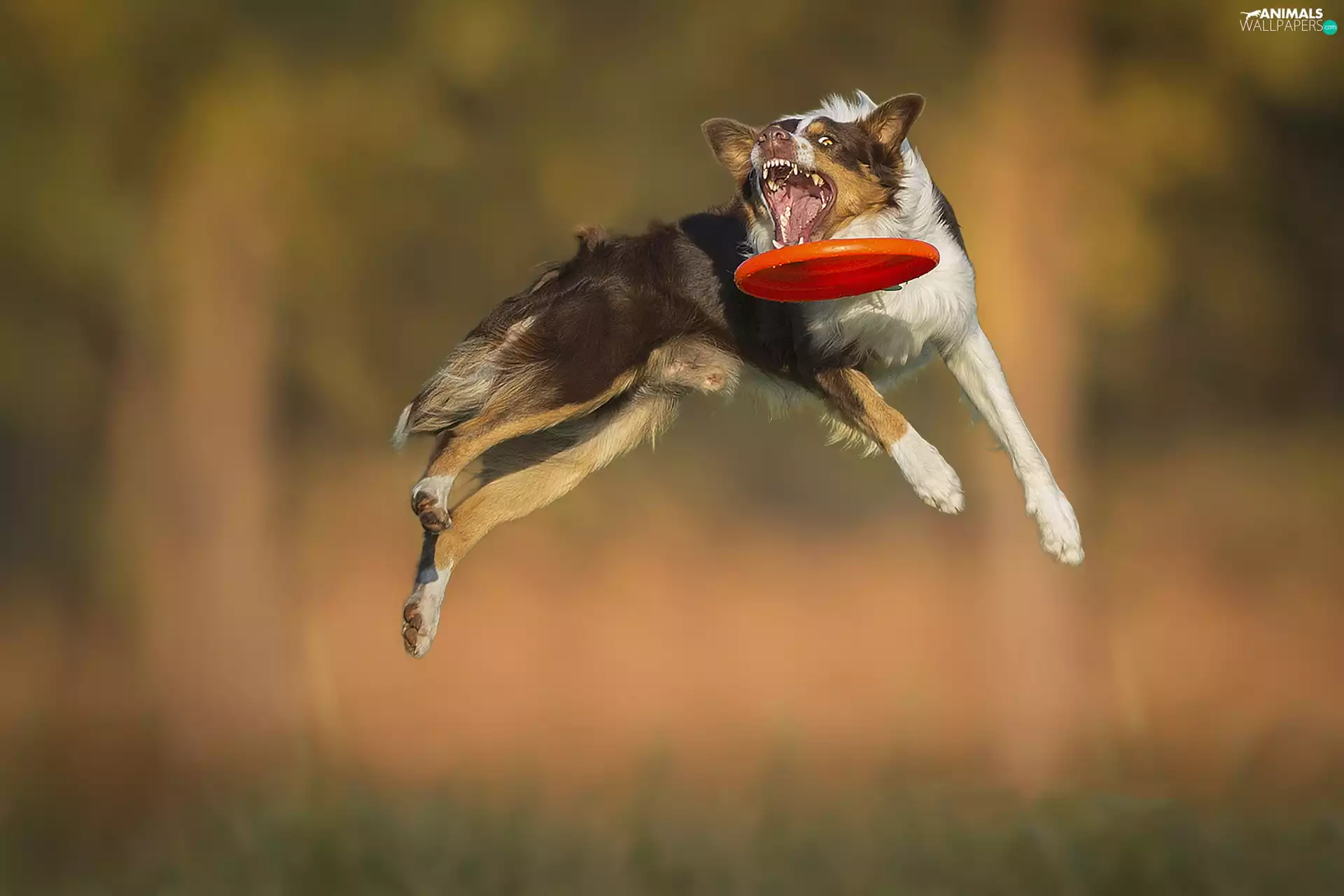 Frisbee, Border Collie, jump