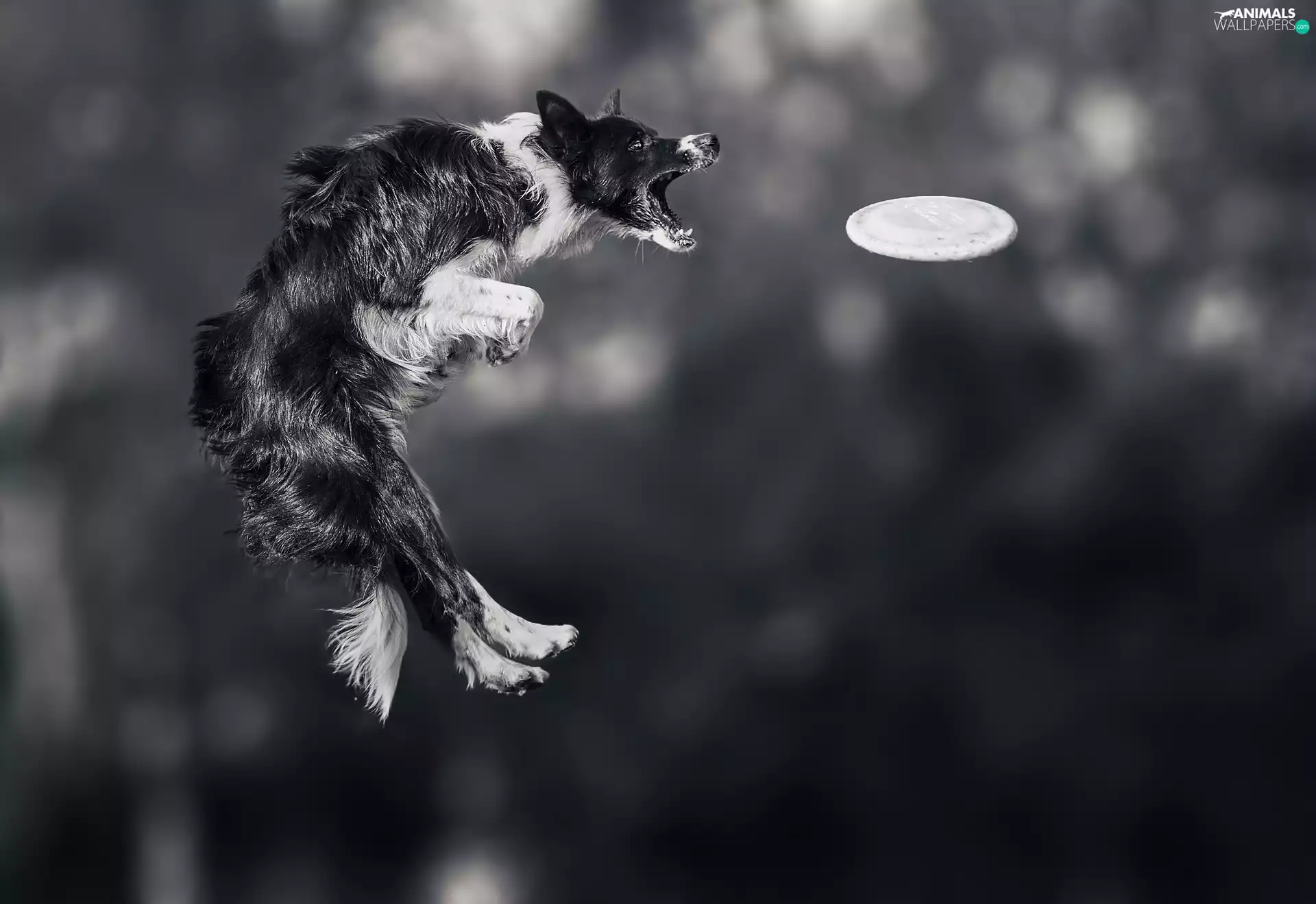 Sport games, Frisbee, jump, contest, Border Collie