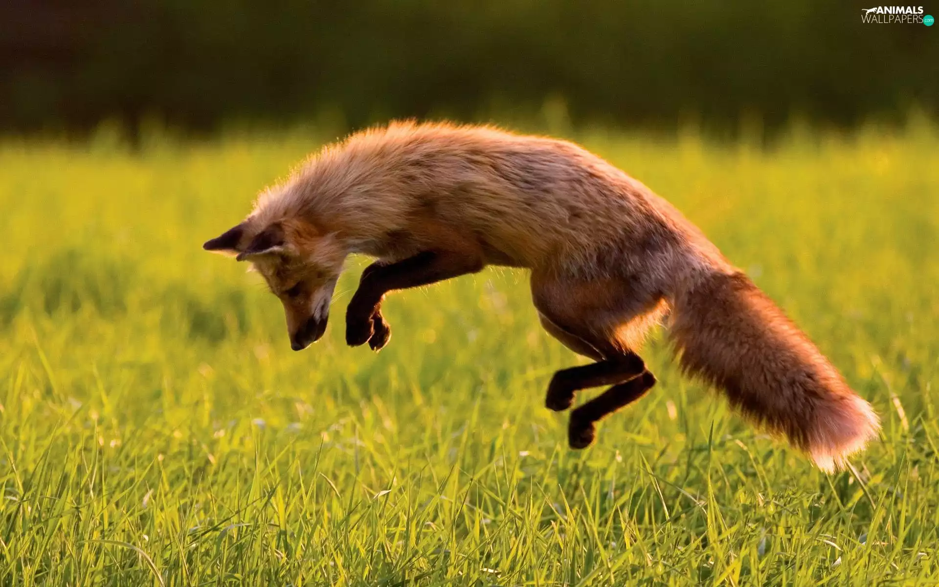jump, Fox, Meadow